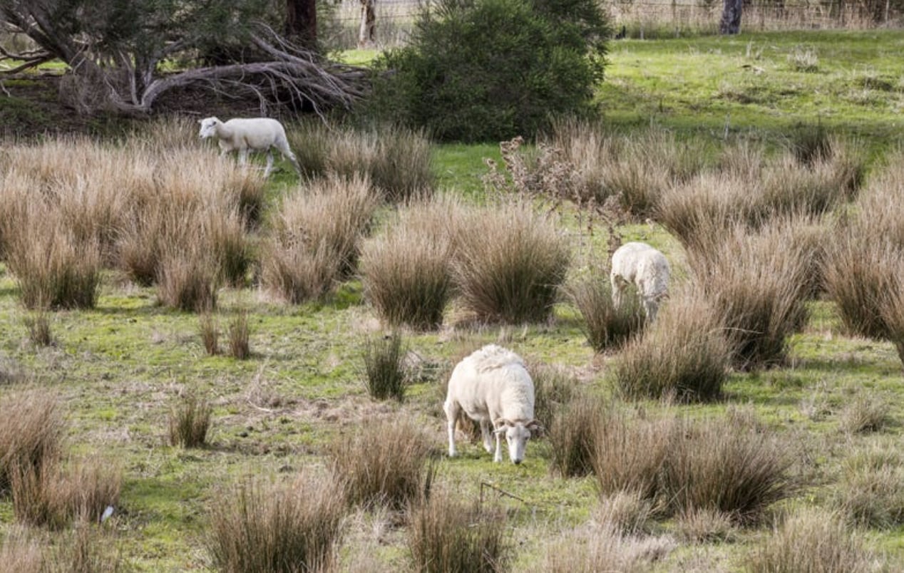 Little Creek farm stay