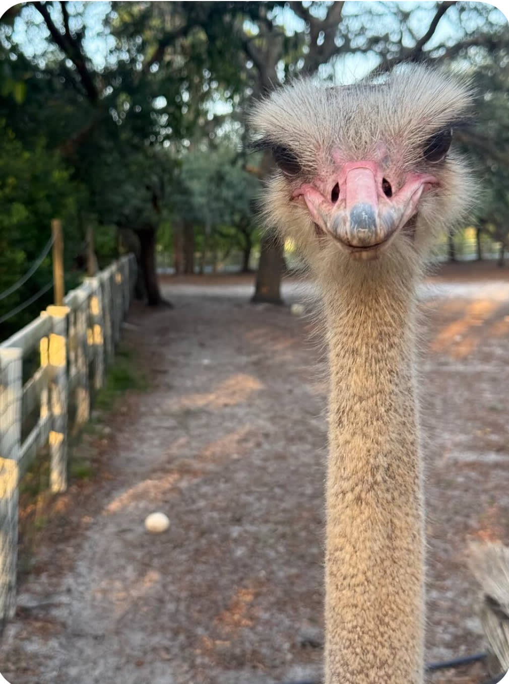 Camp with Goats and Ostrich