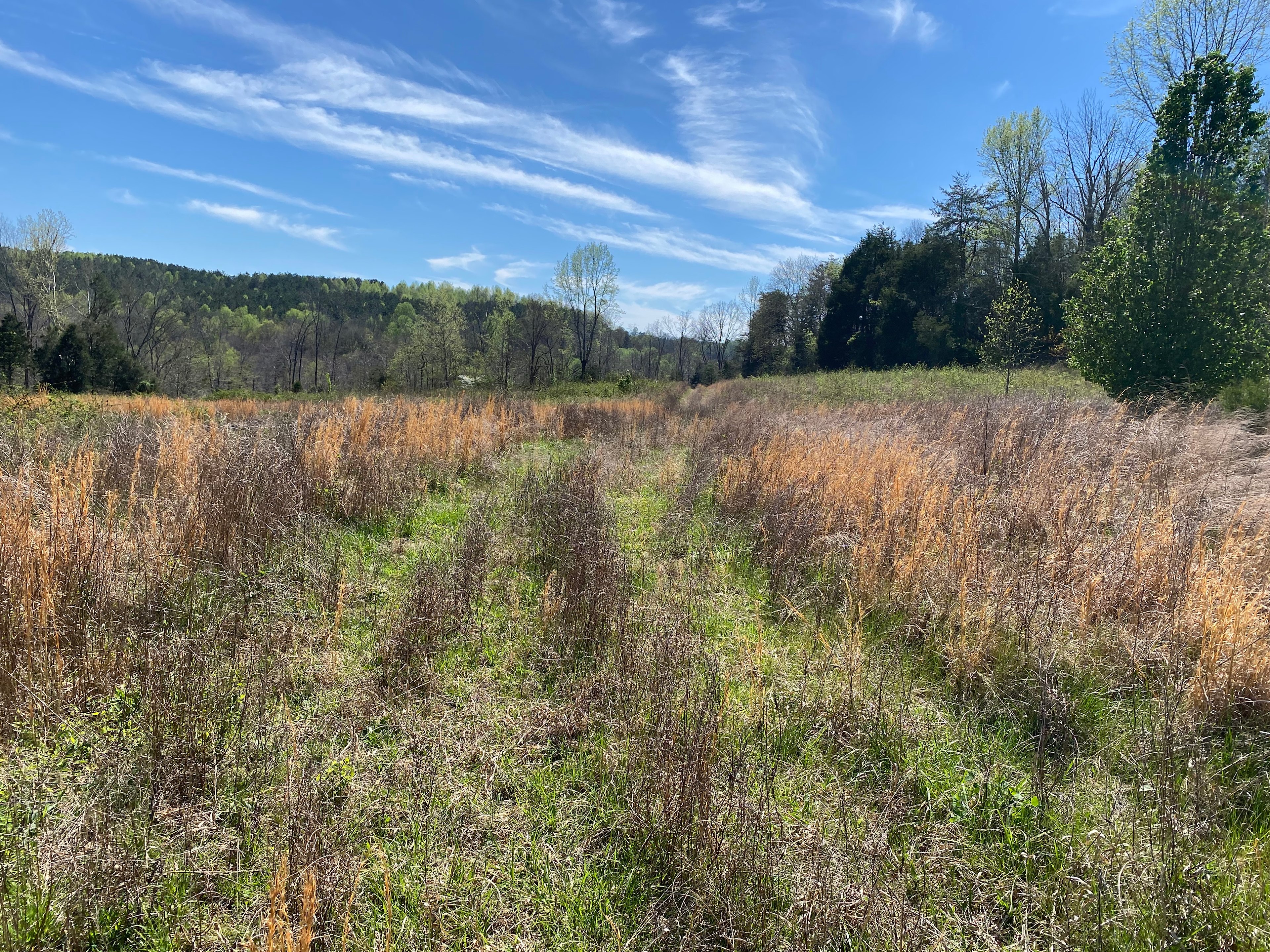 Field(Primitive Camping)Rosser Road