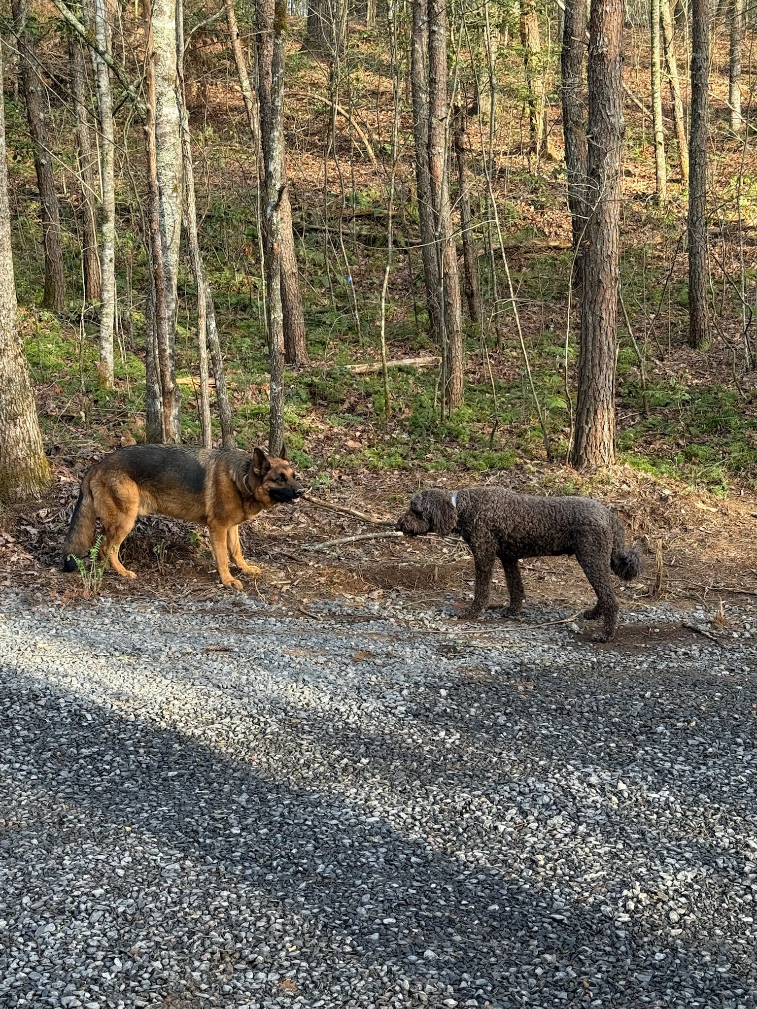 Dog friendly!