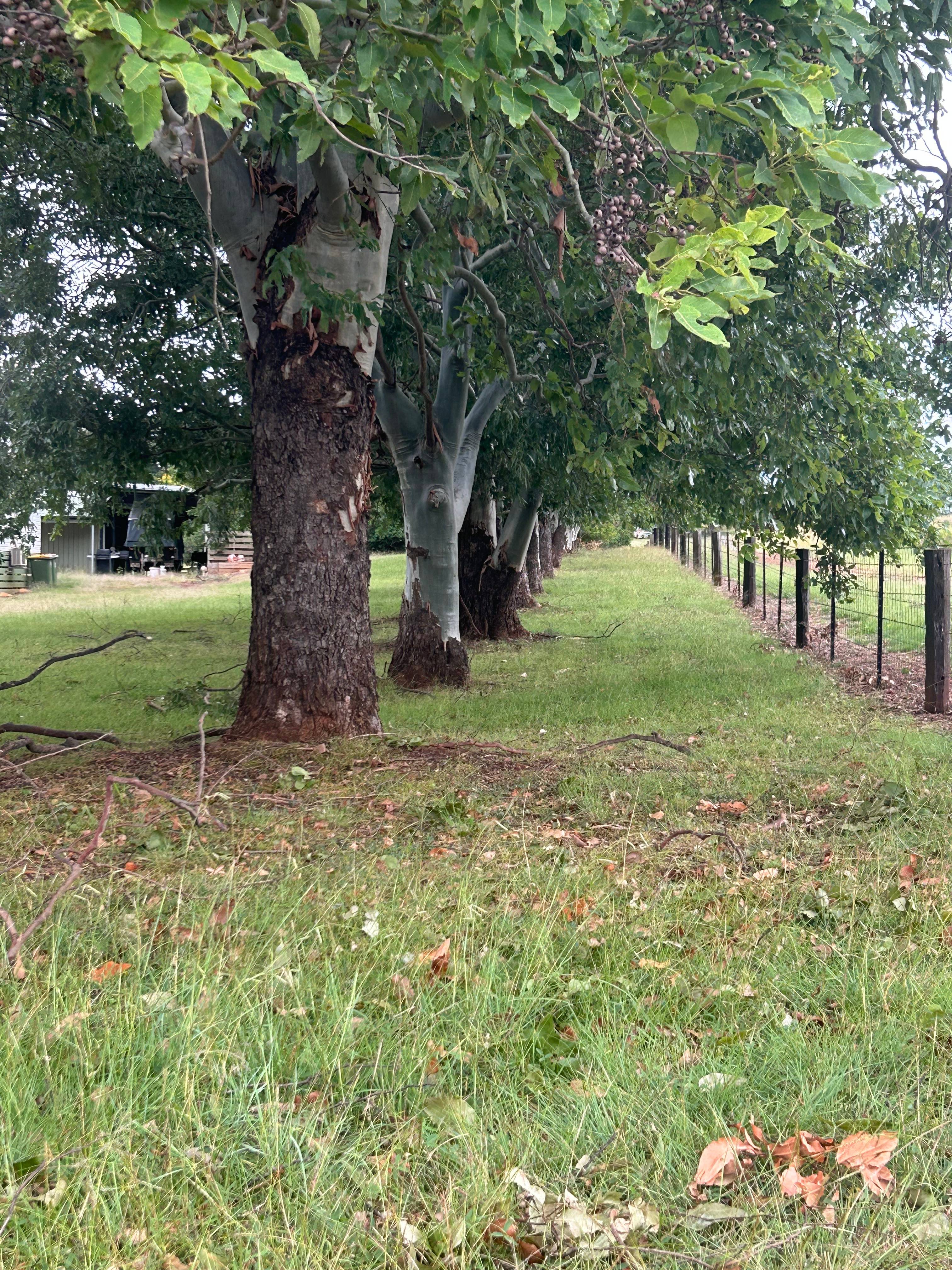 Maple Acres