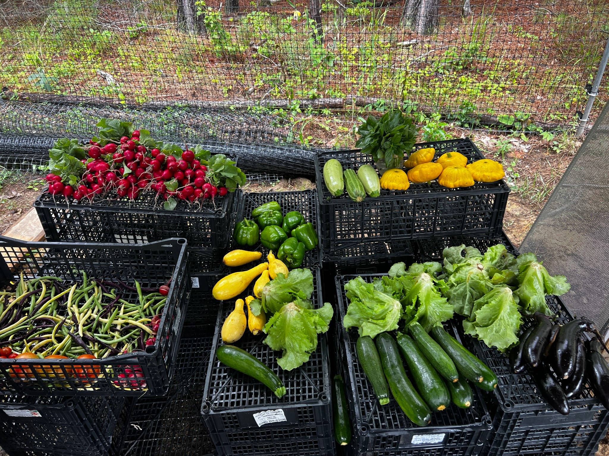 Van or Tent Stay-Blue Lantern Farm