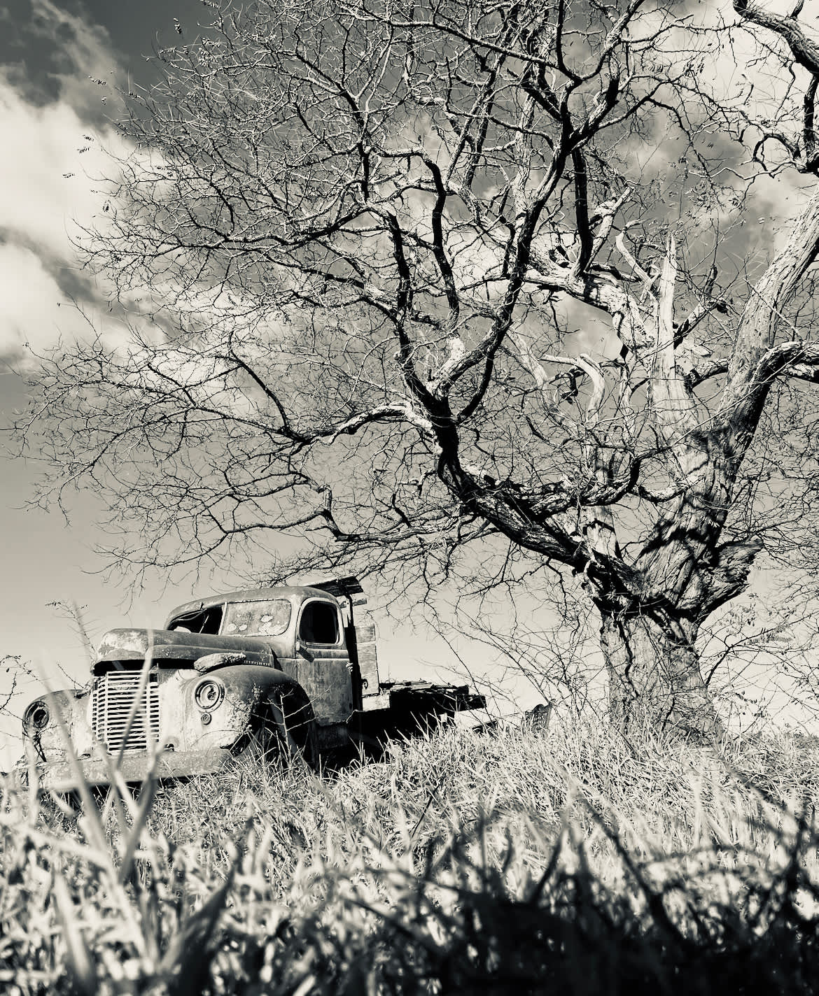Joadja Notlaw Orchard