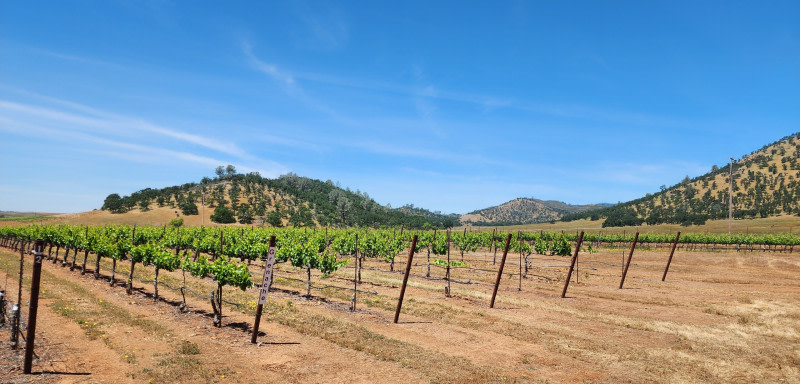 Frog's Tooth Vineyards/Winery