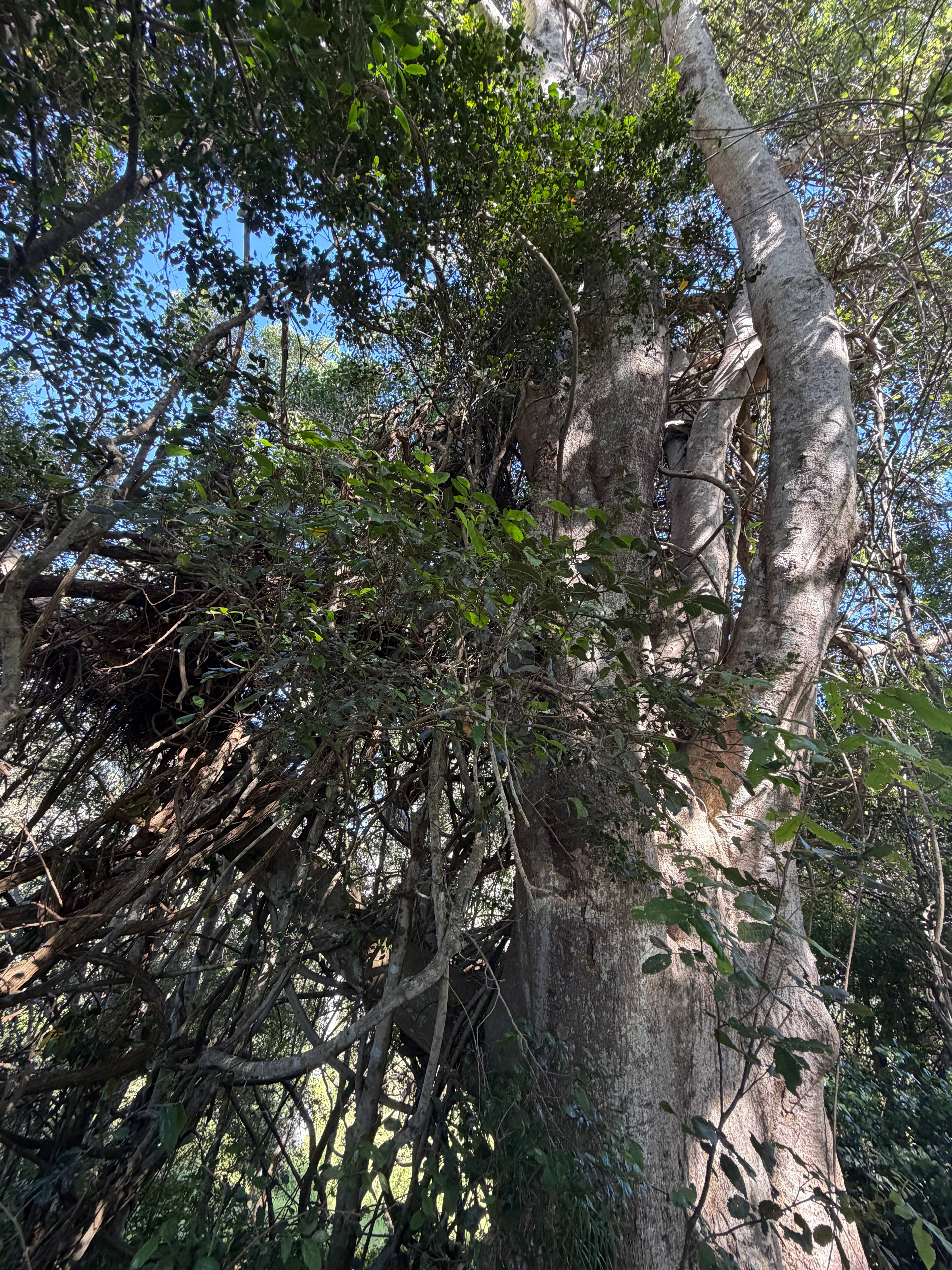 “Shepherds Hill” on the Mary River