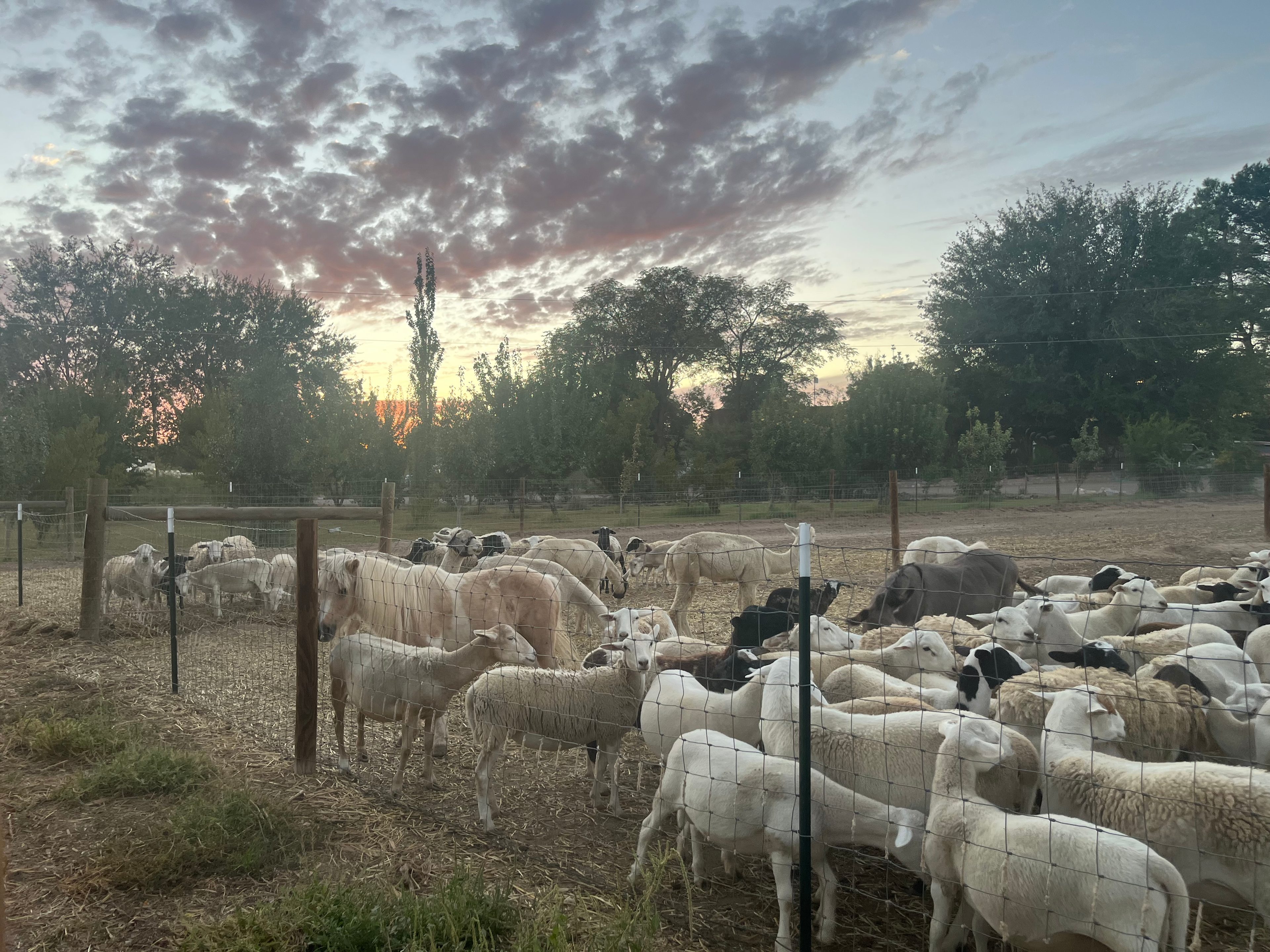 Rimi Farm