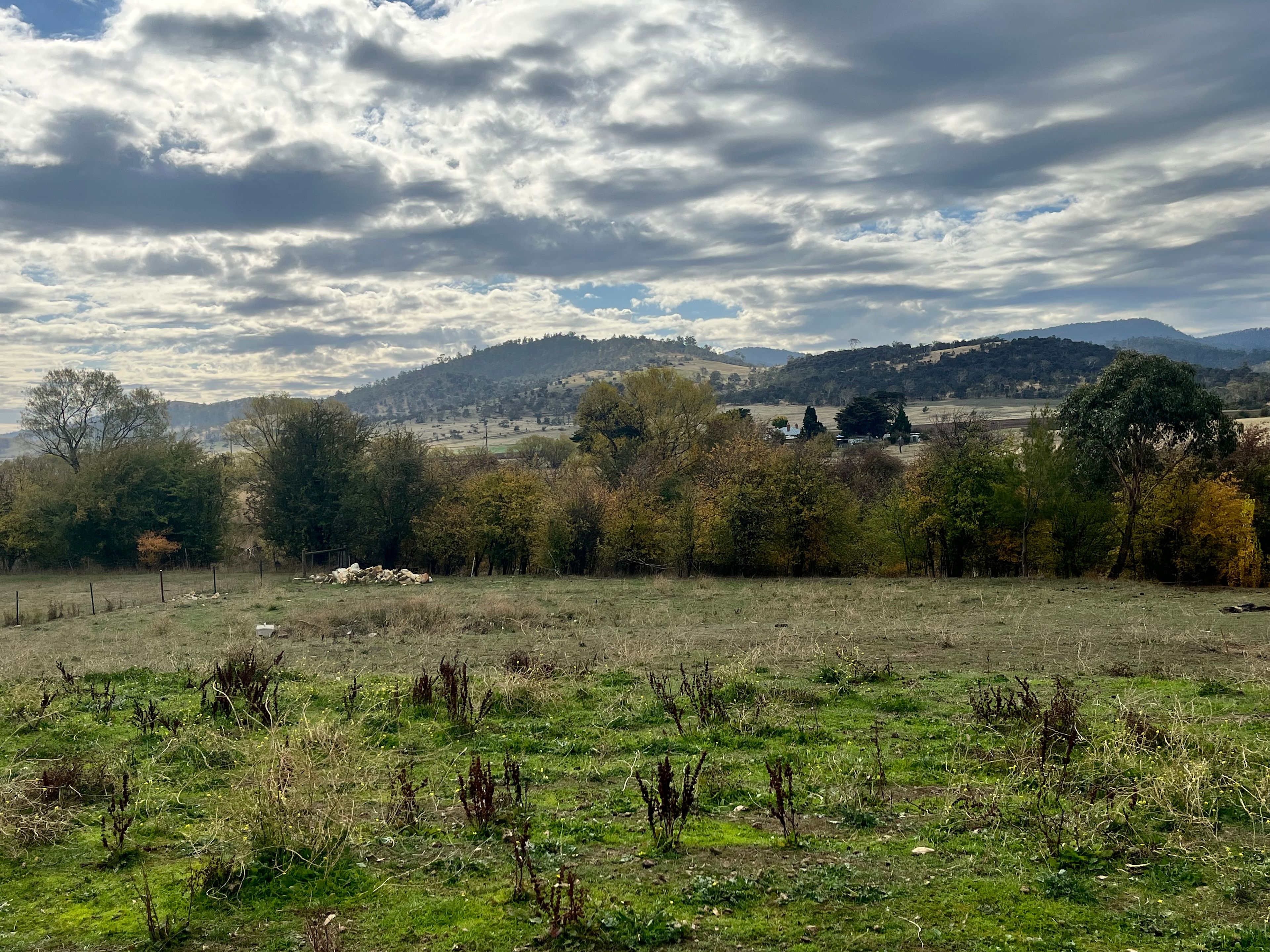 Tea Tree Farm