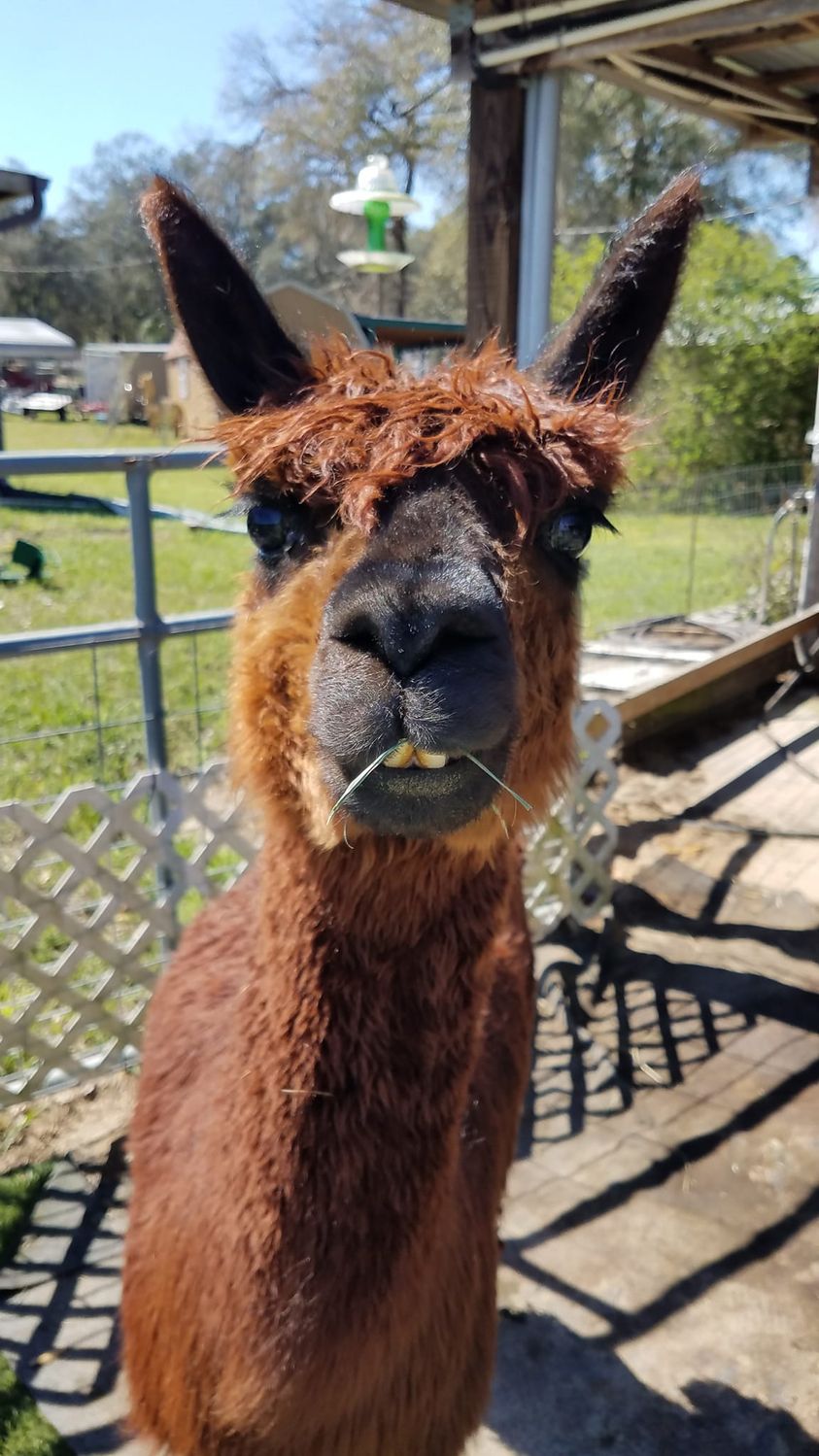 Sweet Blossom Alpaca Farm-Peaceful
