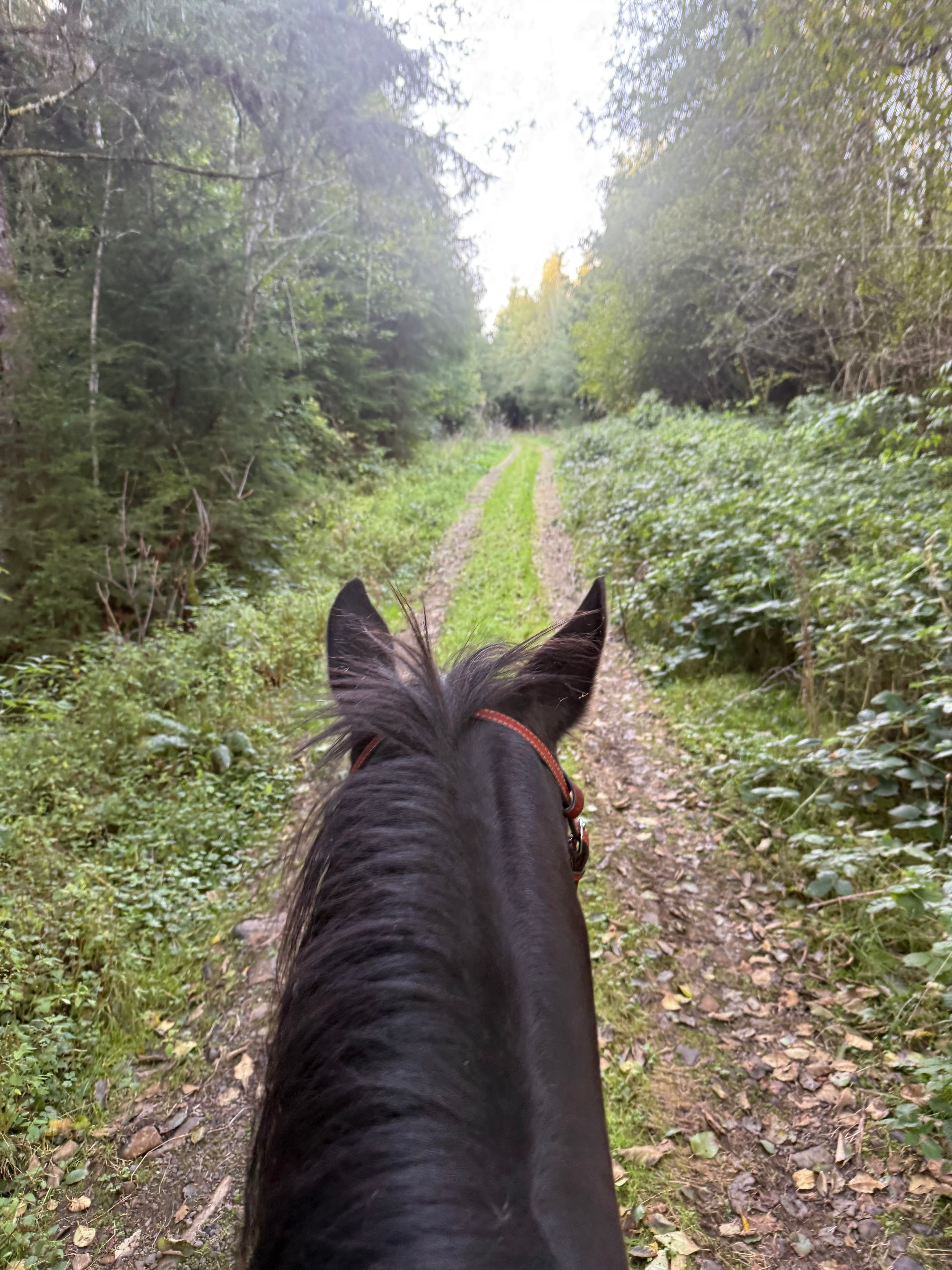 West Coast Mountain Trails