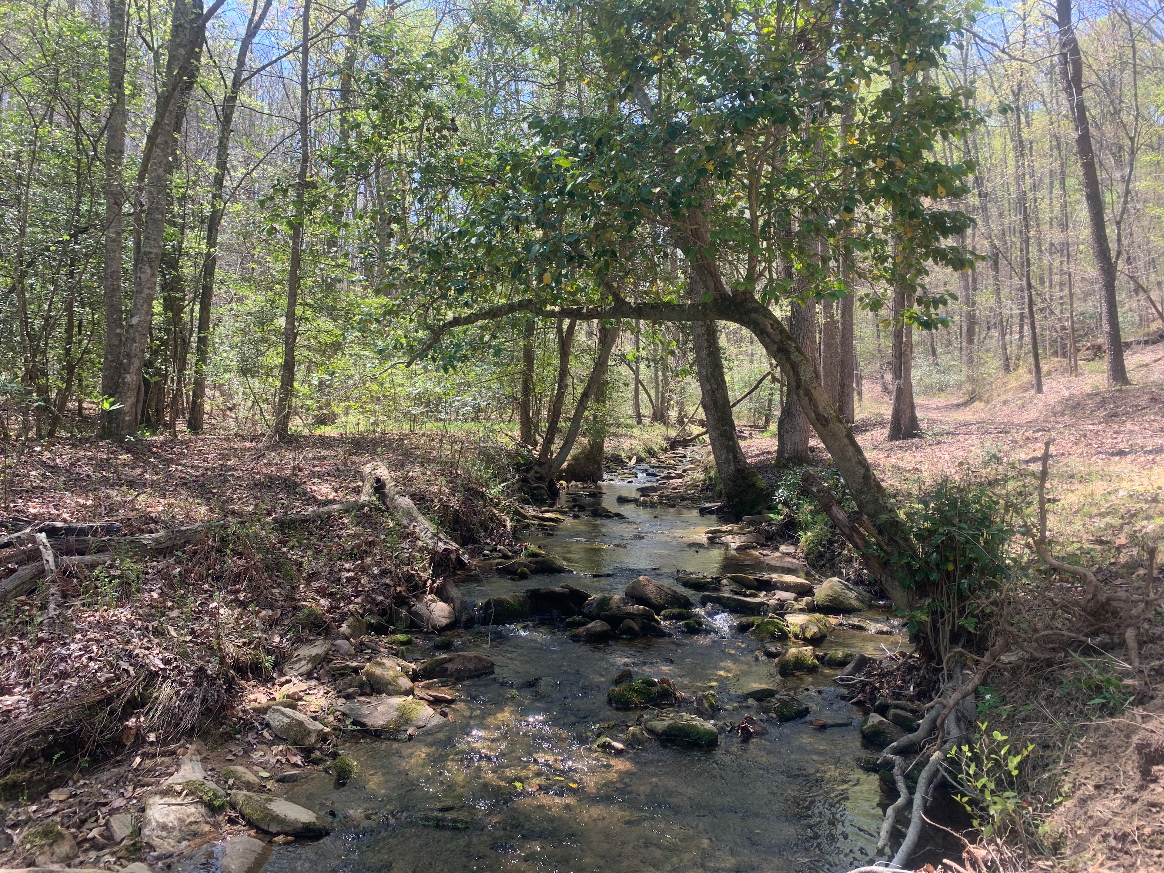 Creek Camp