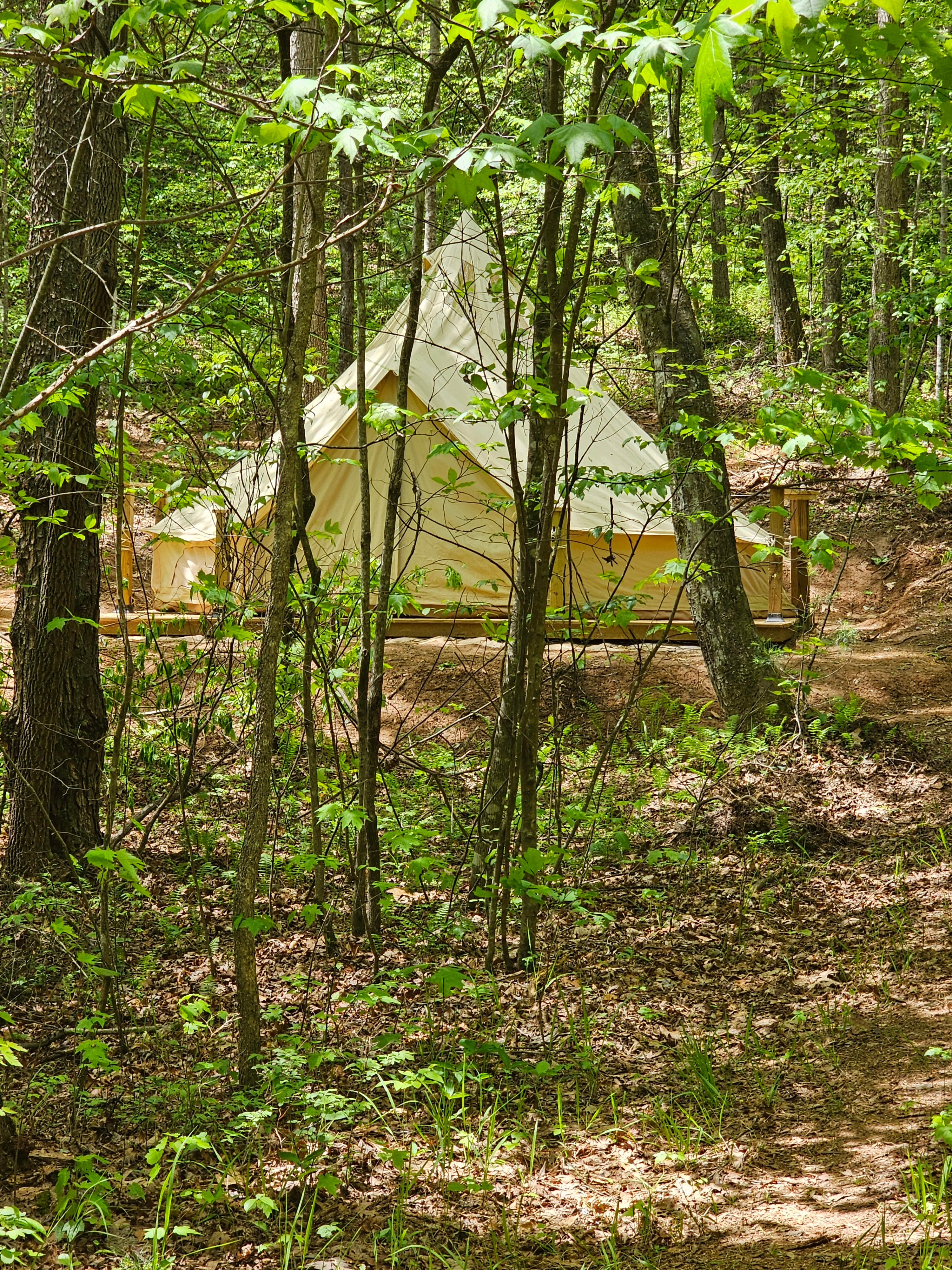 Let the forest wash over you.  Experience Waldeinsamkeit. 