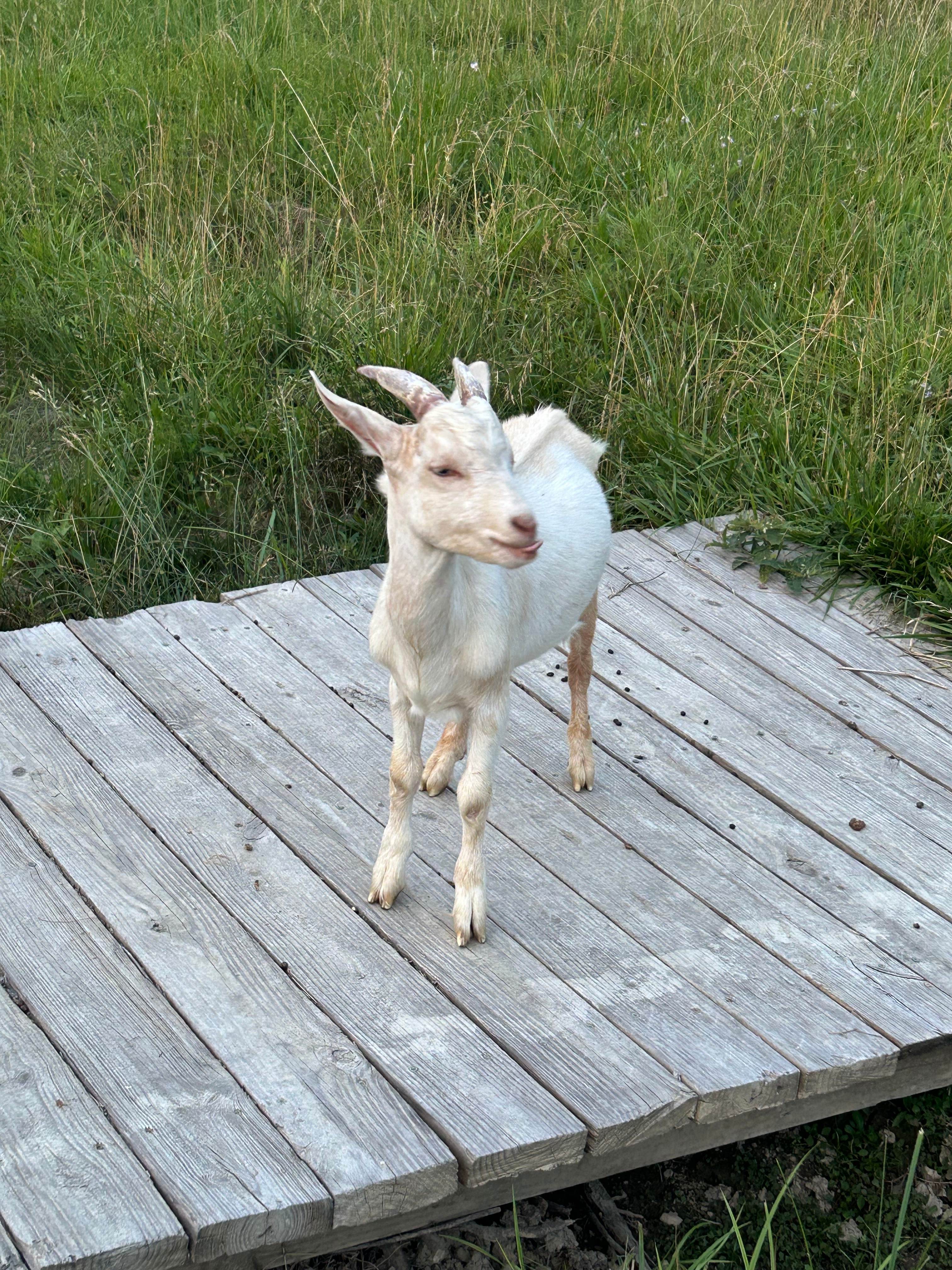 Happy Hens Farm Monroe