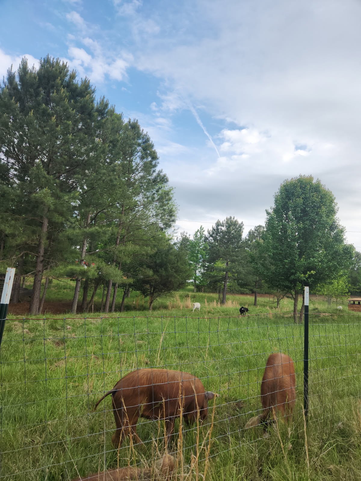 Happy Hens Farm Monroe
