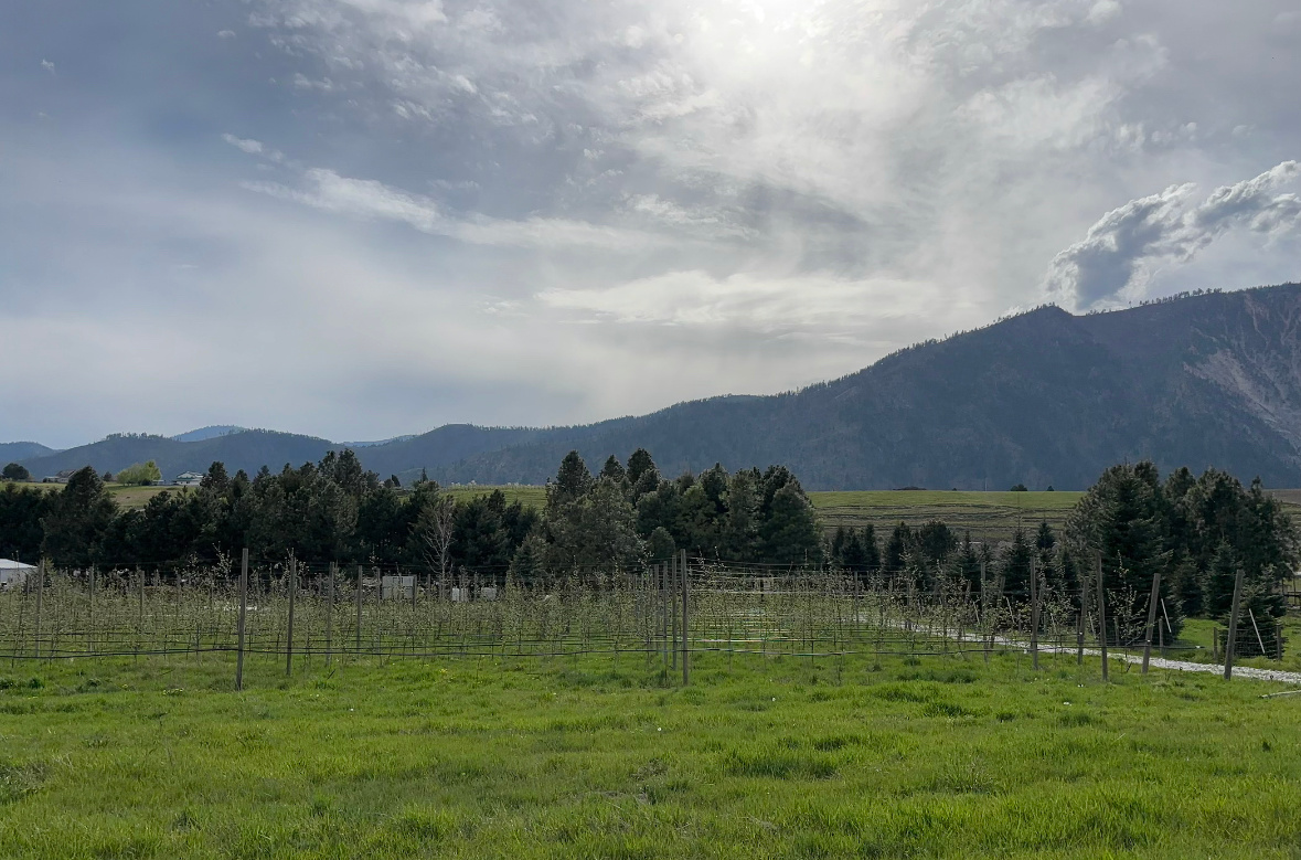 The Orchard