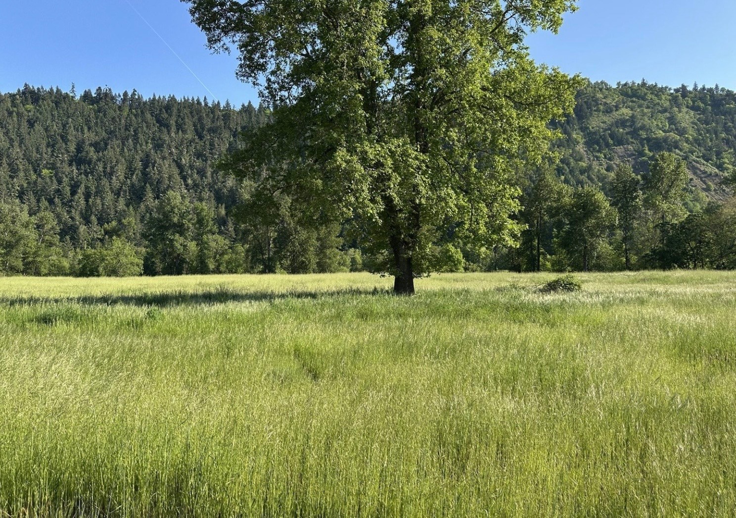 All the way back to the tree line the river lays . 