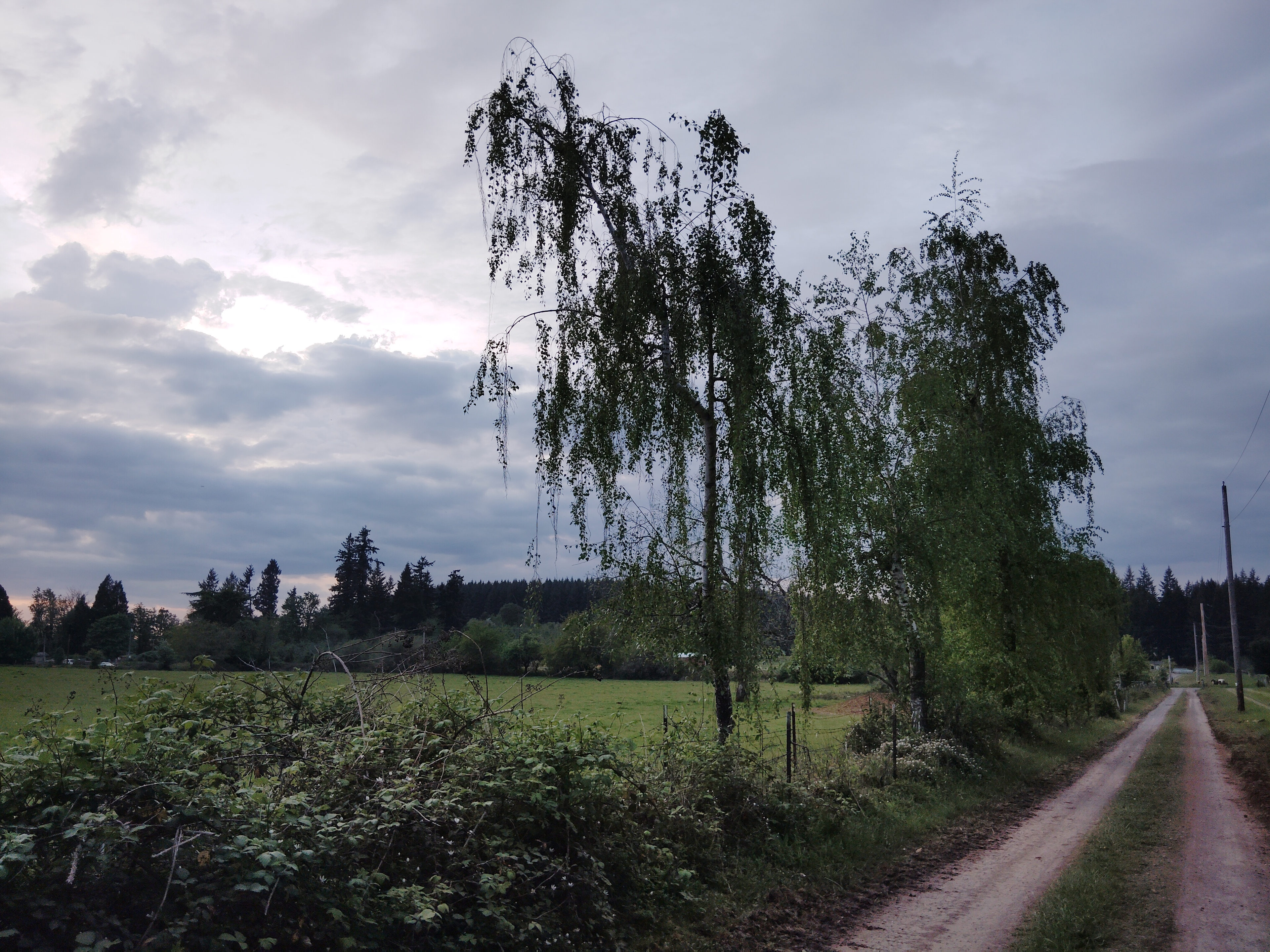 Sylvan Grove