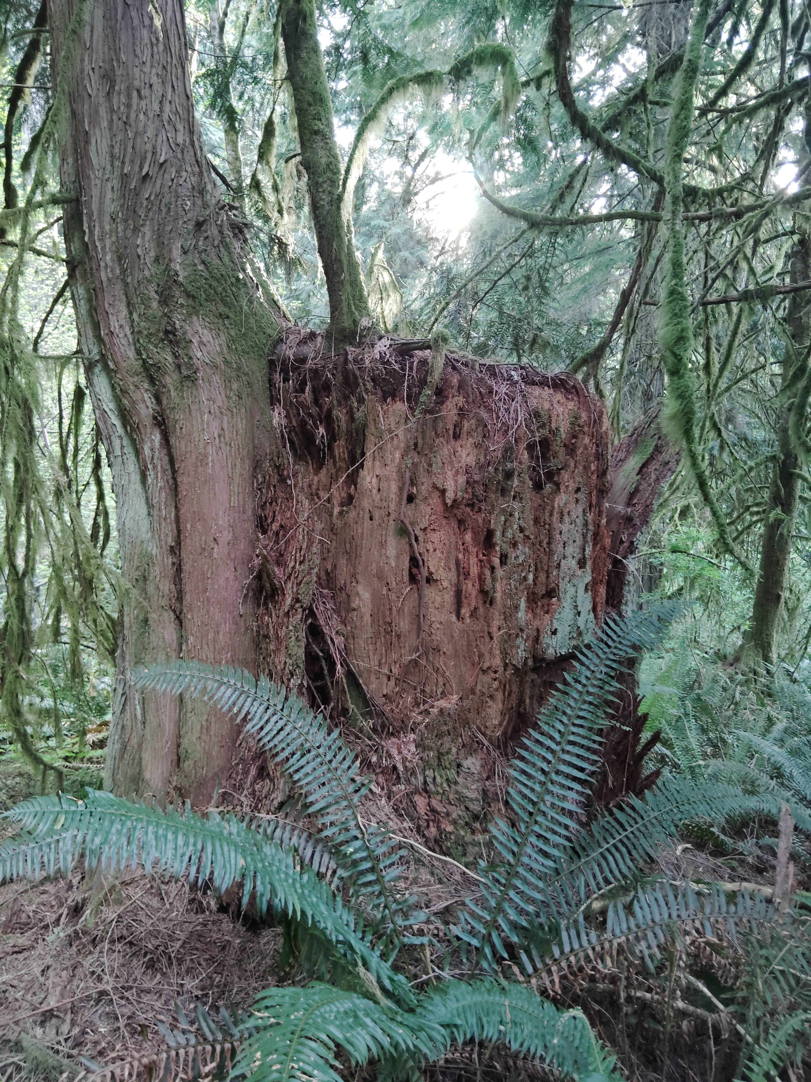 Hobbit Stump is a beautiful nurse stump right in your campsite. 