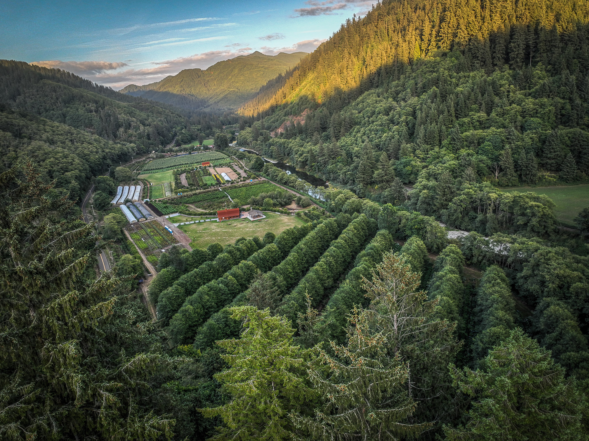 The Hydrangea Ranch