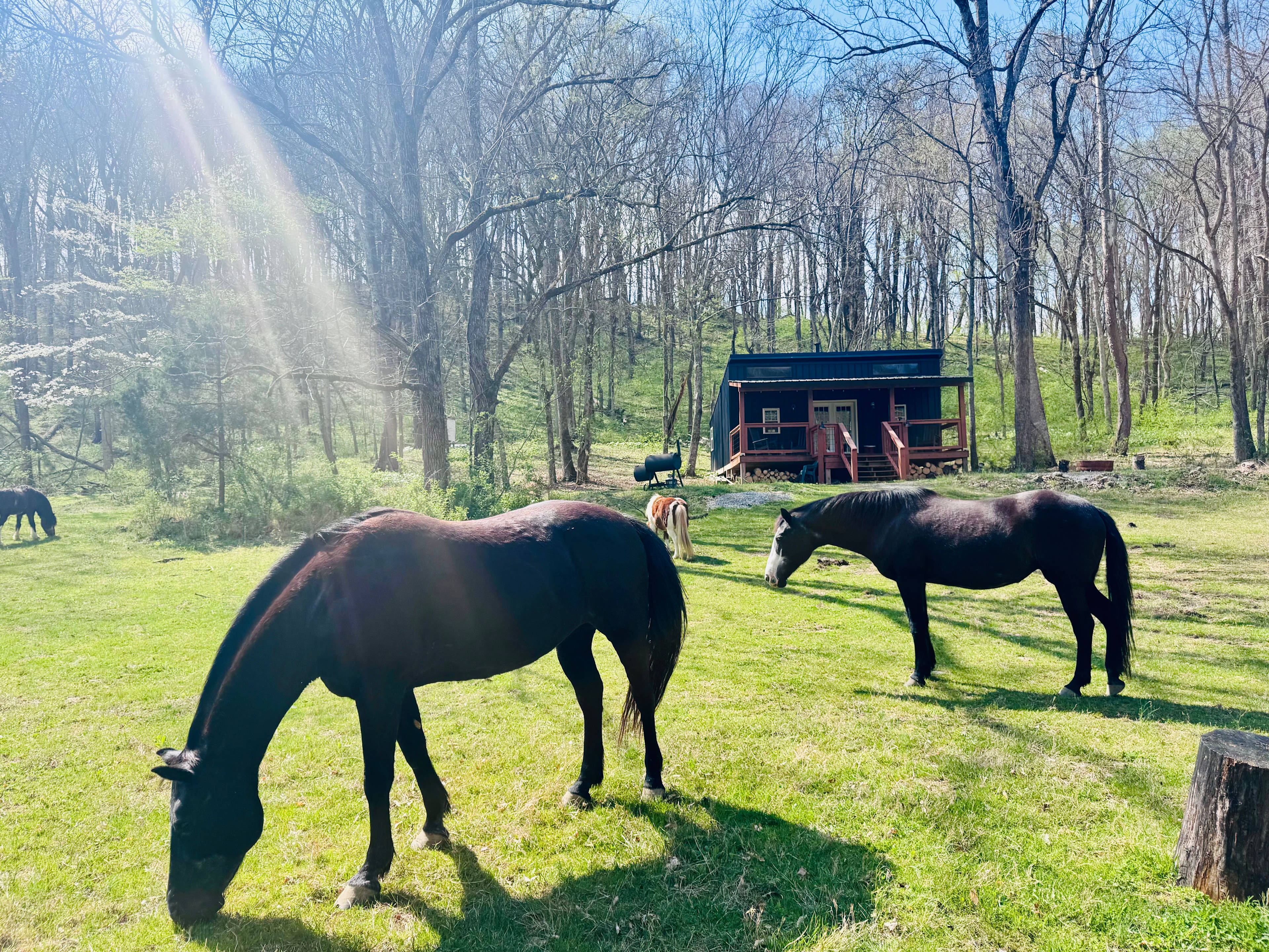 Secluded Cabin on Horse Farm