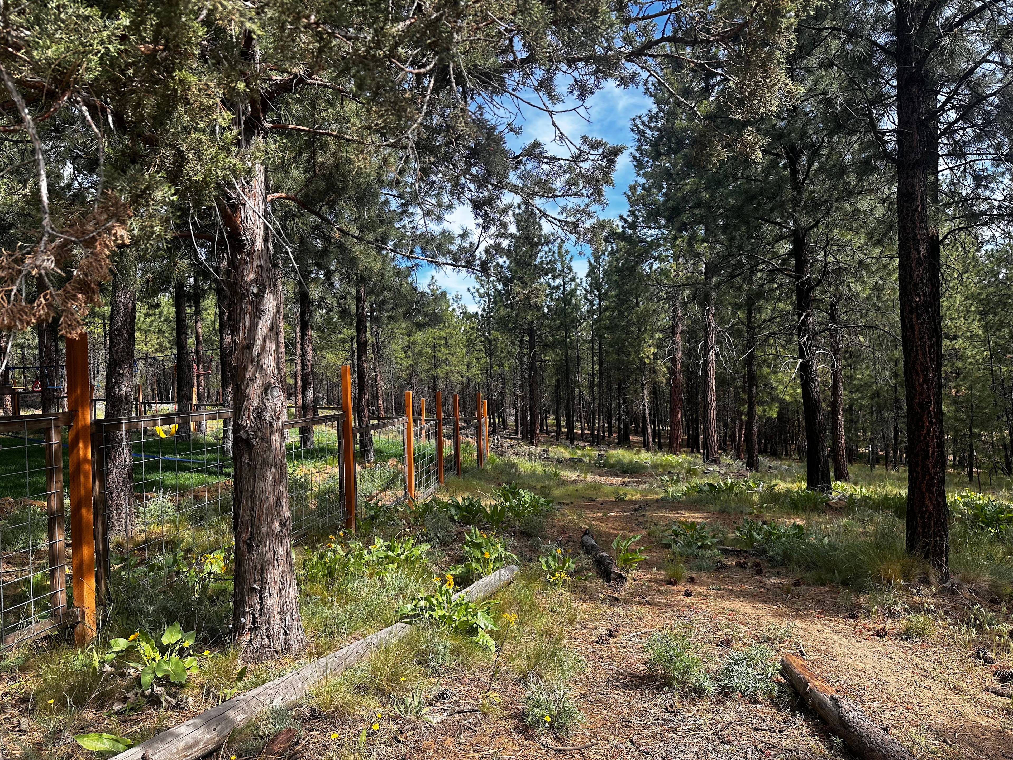 This is the view back from the campsite by the main gravel road.
