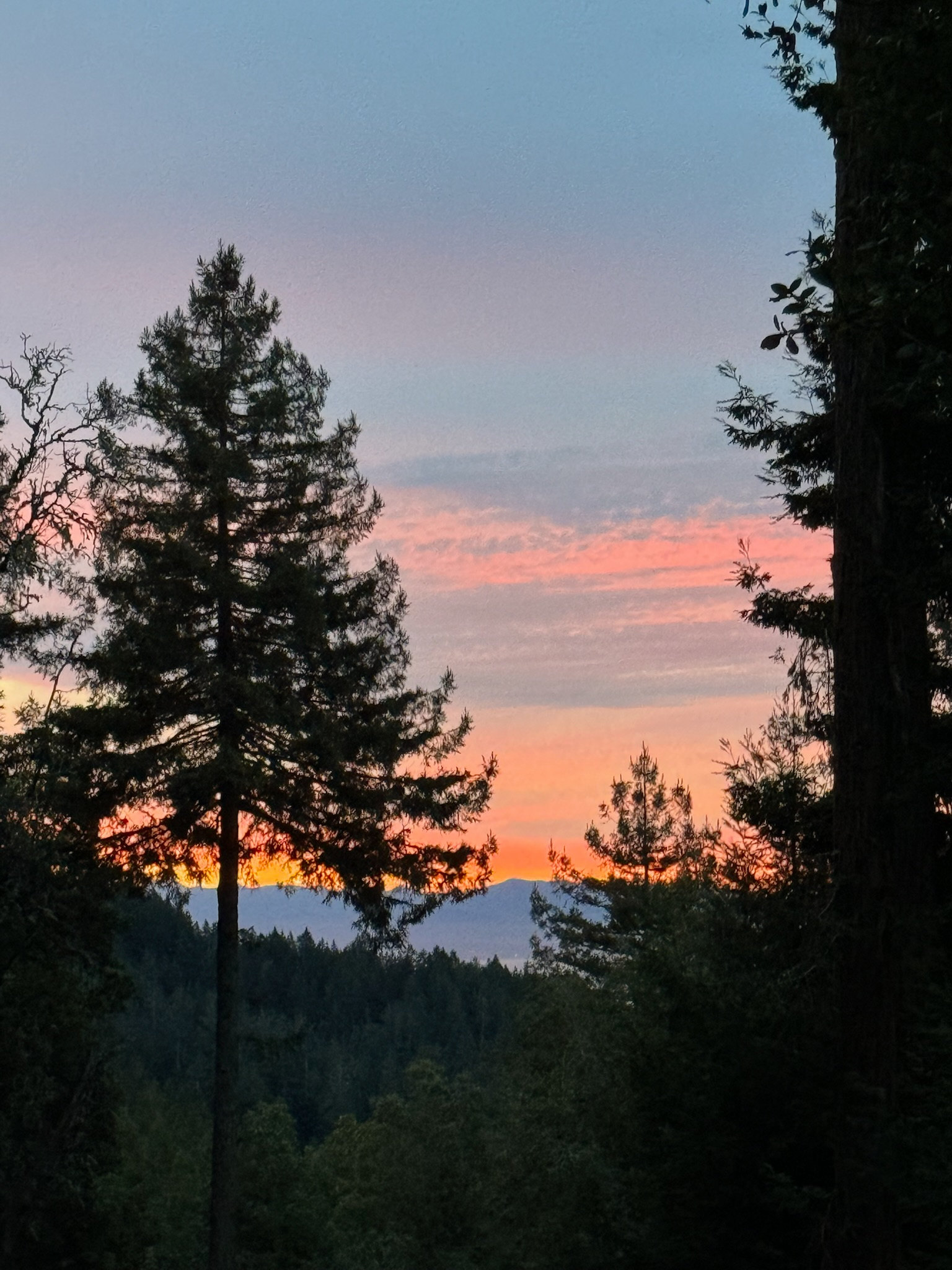 Under the Coastal Redwoods