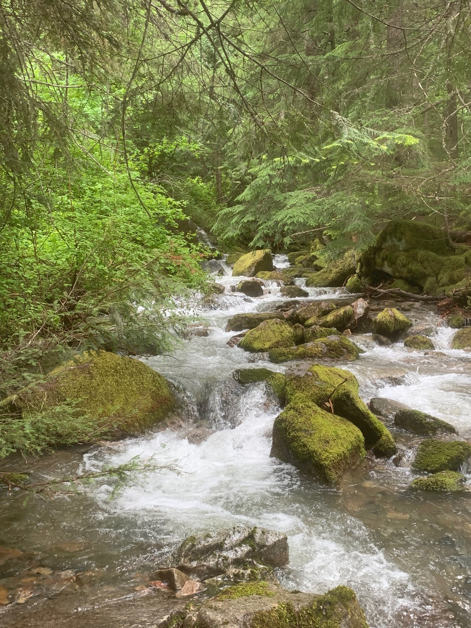 Caribou Sprite Hollow