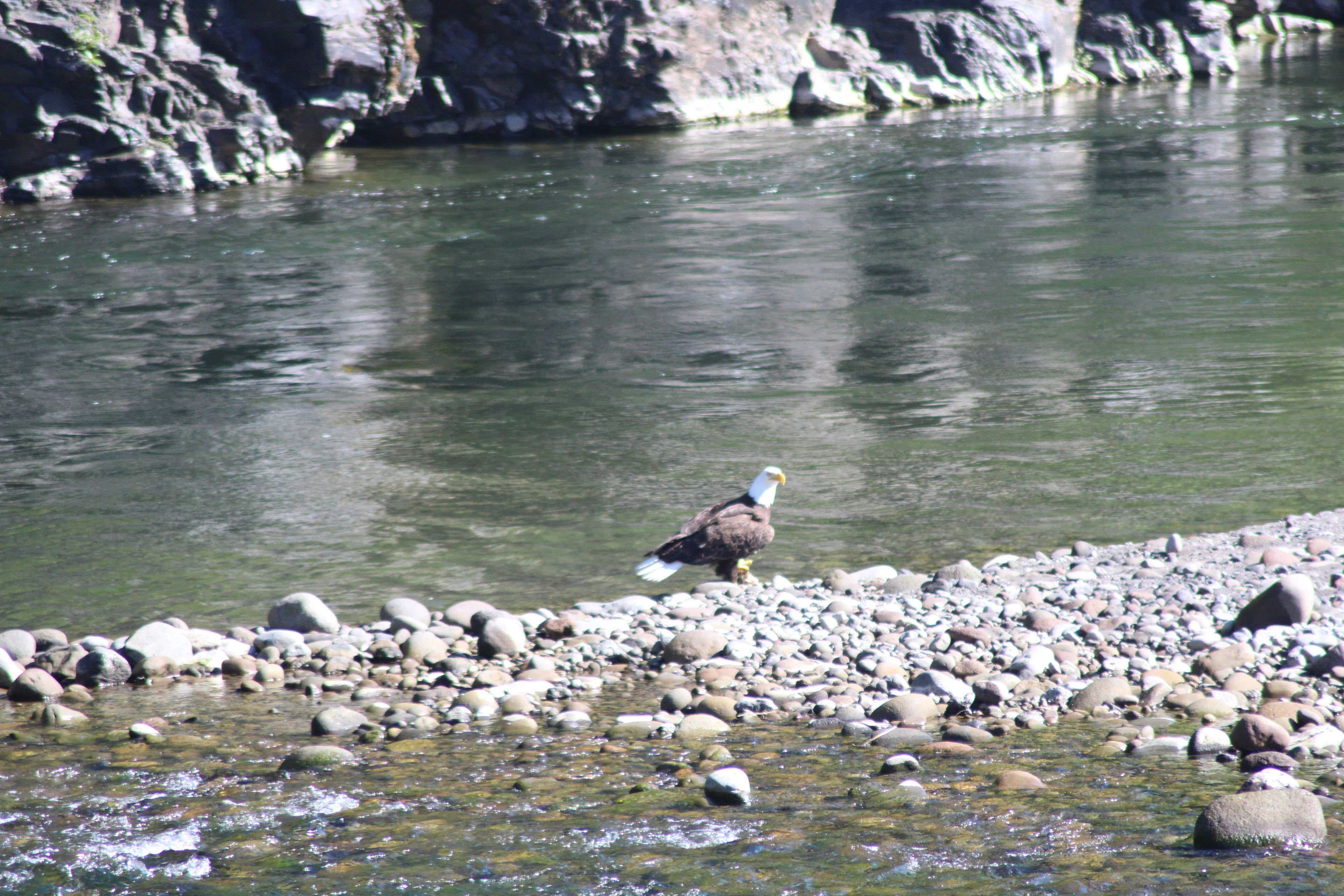 Kingfisher's Bend