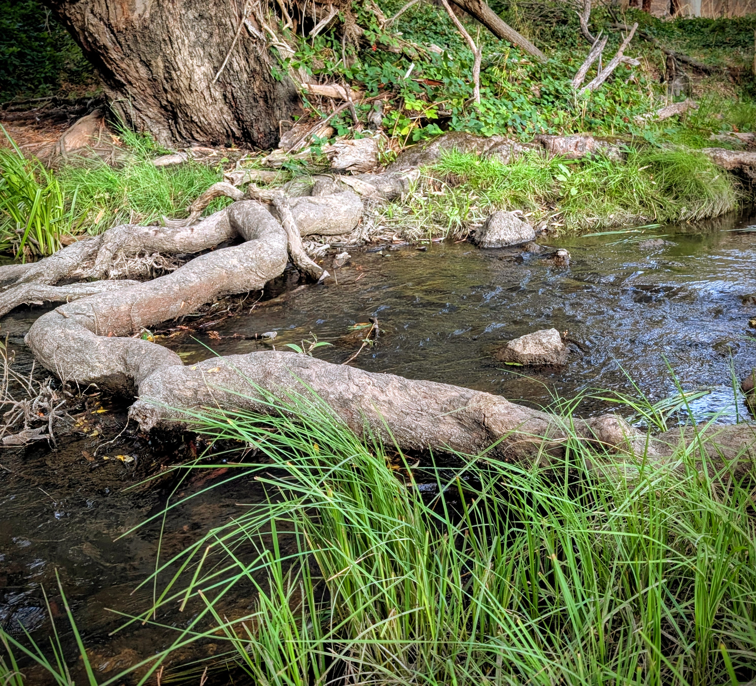 Camp Pethybridge