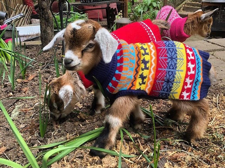 Kinderwood Homestead Adventure