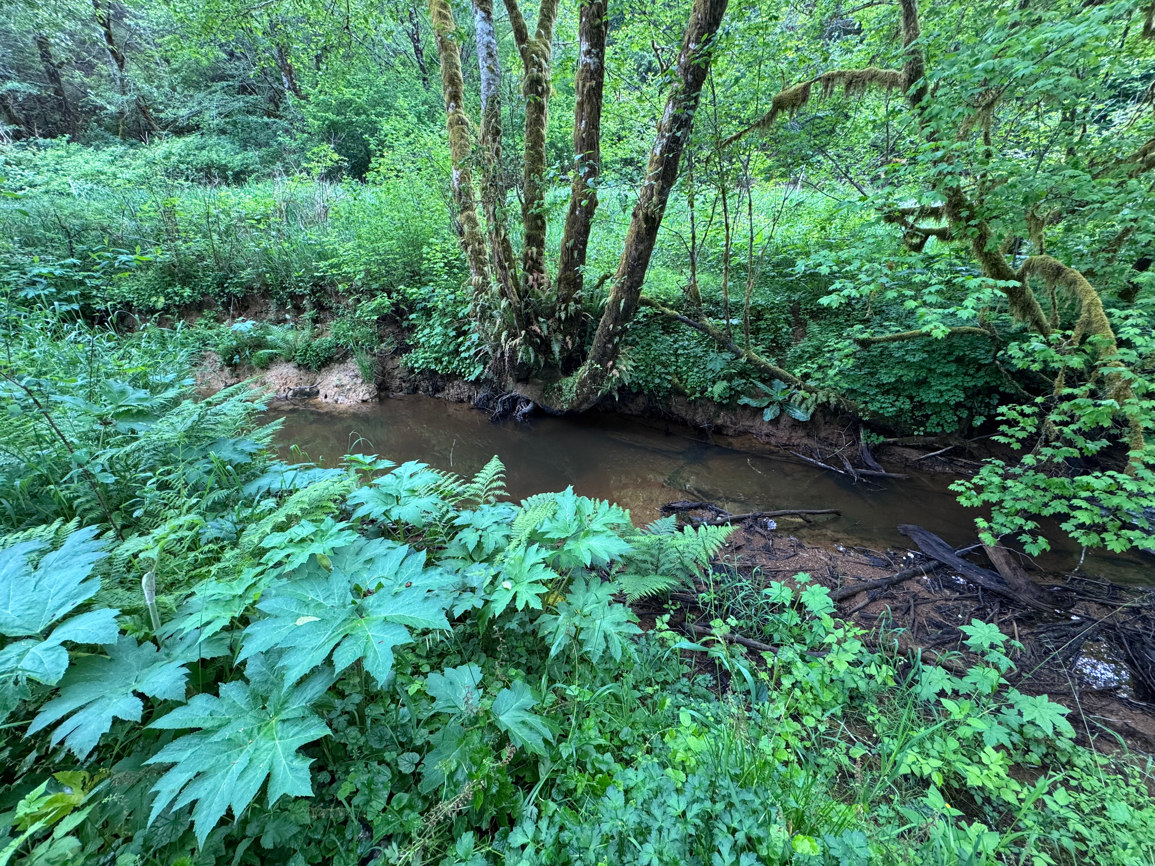 Creek area behind the campsites between campsites and Butte Creek RD