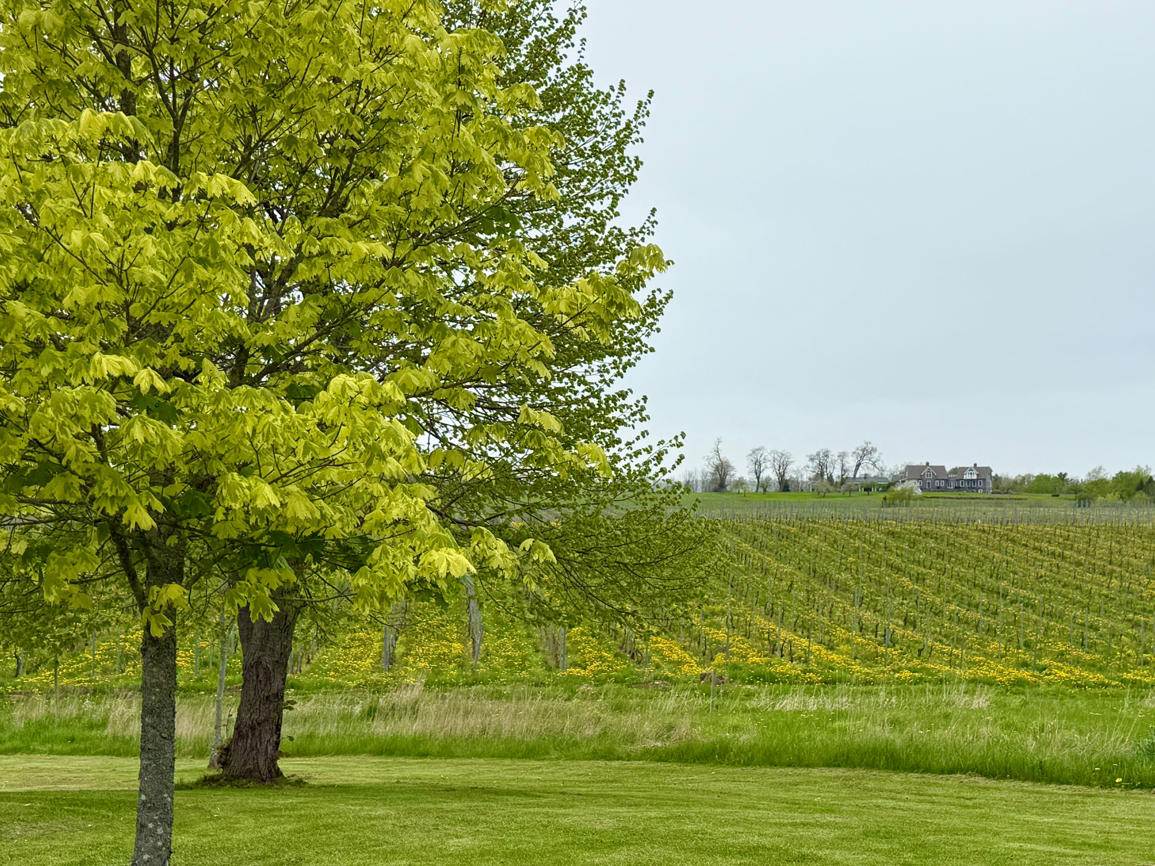 Mumana Vineyards