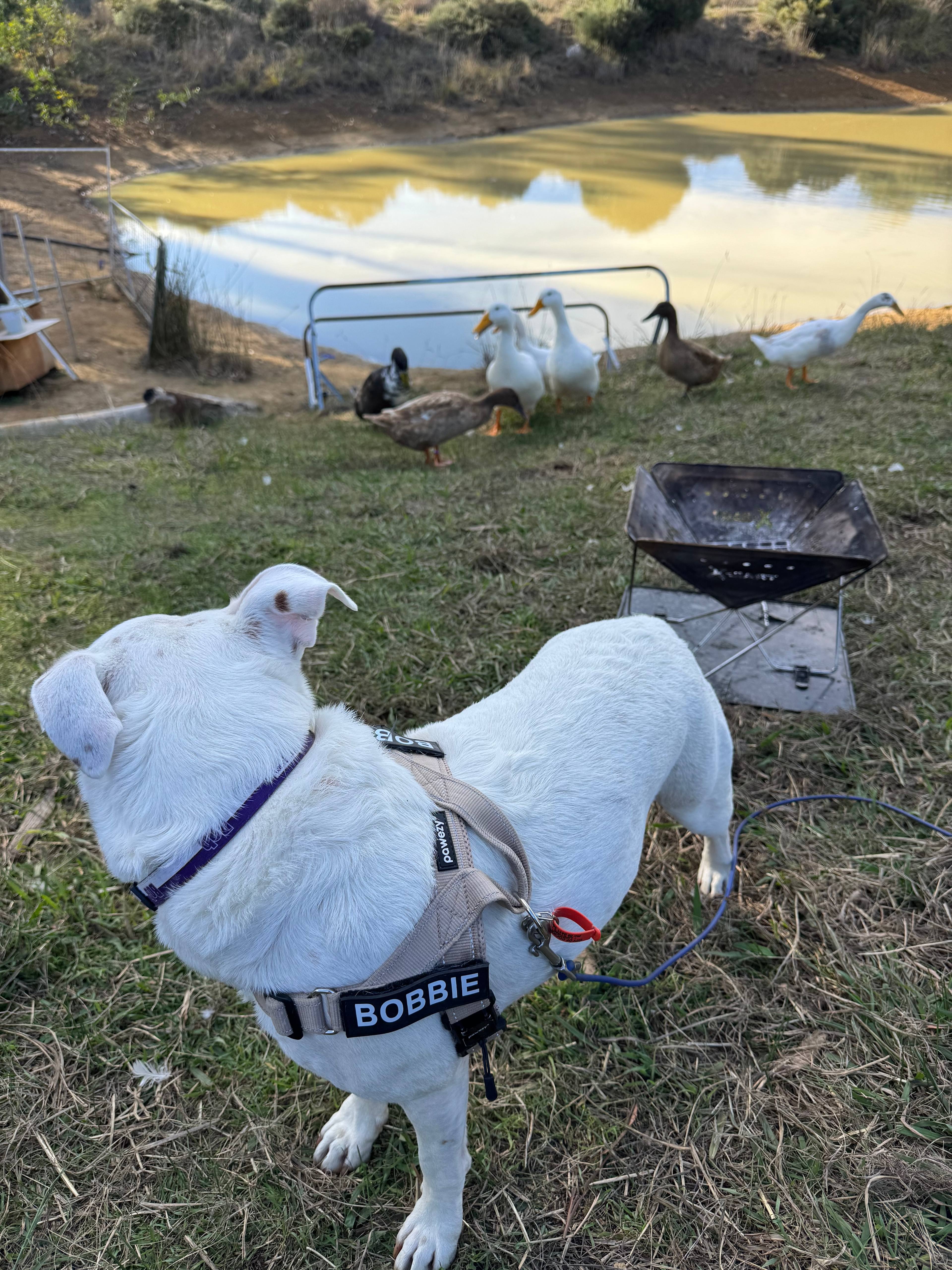 The ducks were checking out what the dog was up to