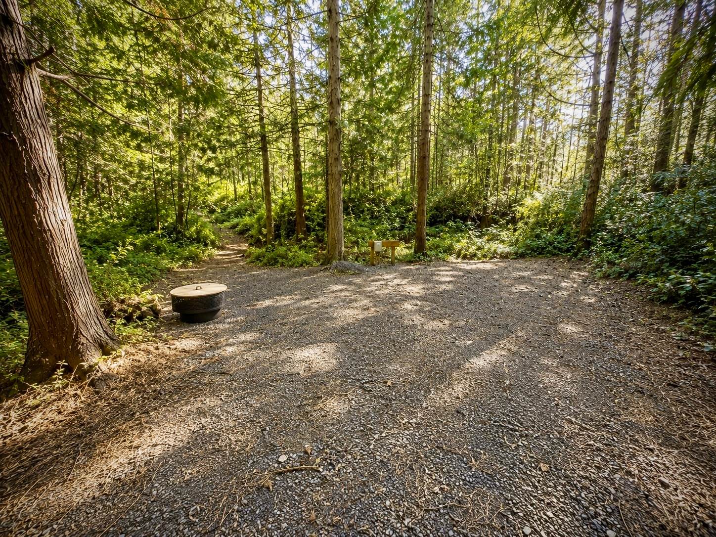 Spacious private campsite surrounded by towering evergreens, lush salal, and peaceful Pacific Northwest forest.