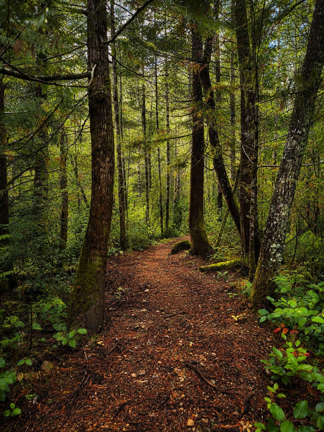 Hood Canal Acres