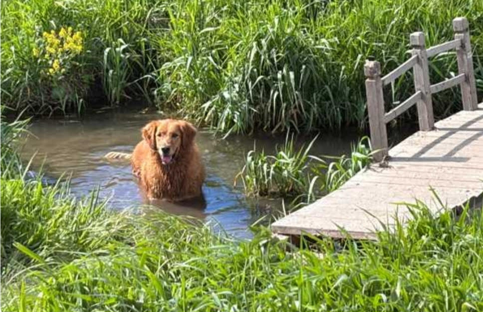 Rock Creek Dog Park & Camp