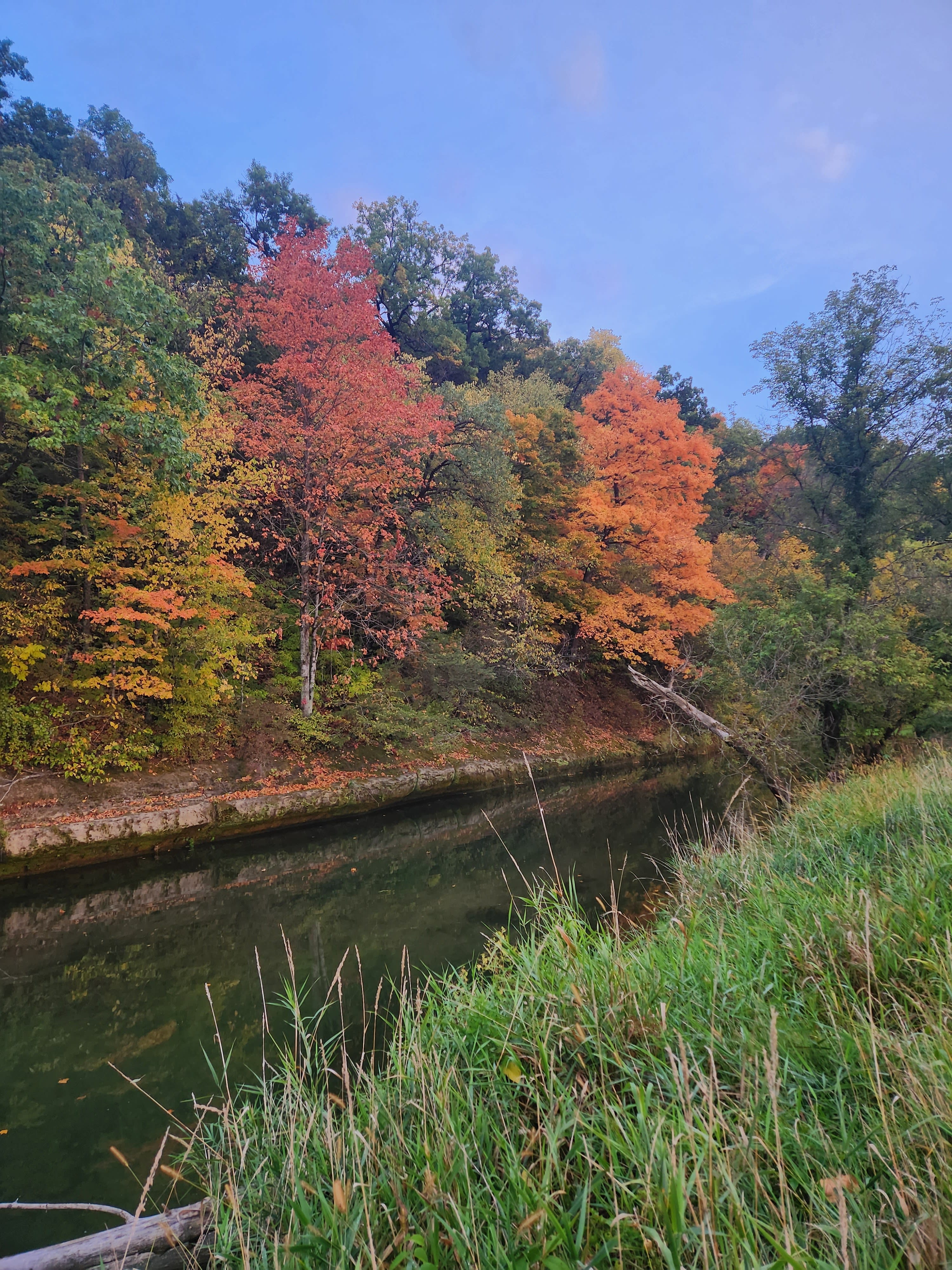 The Driftless Willow
