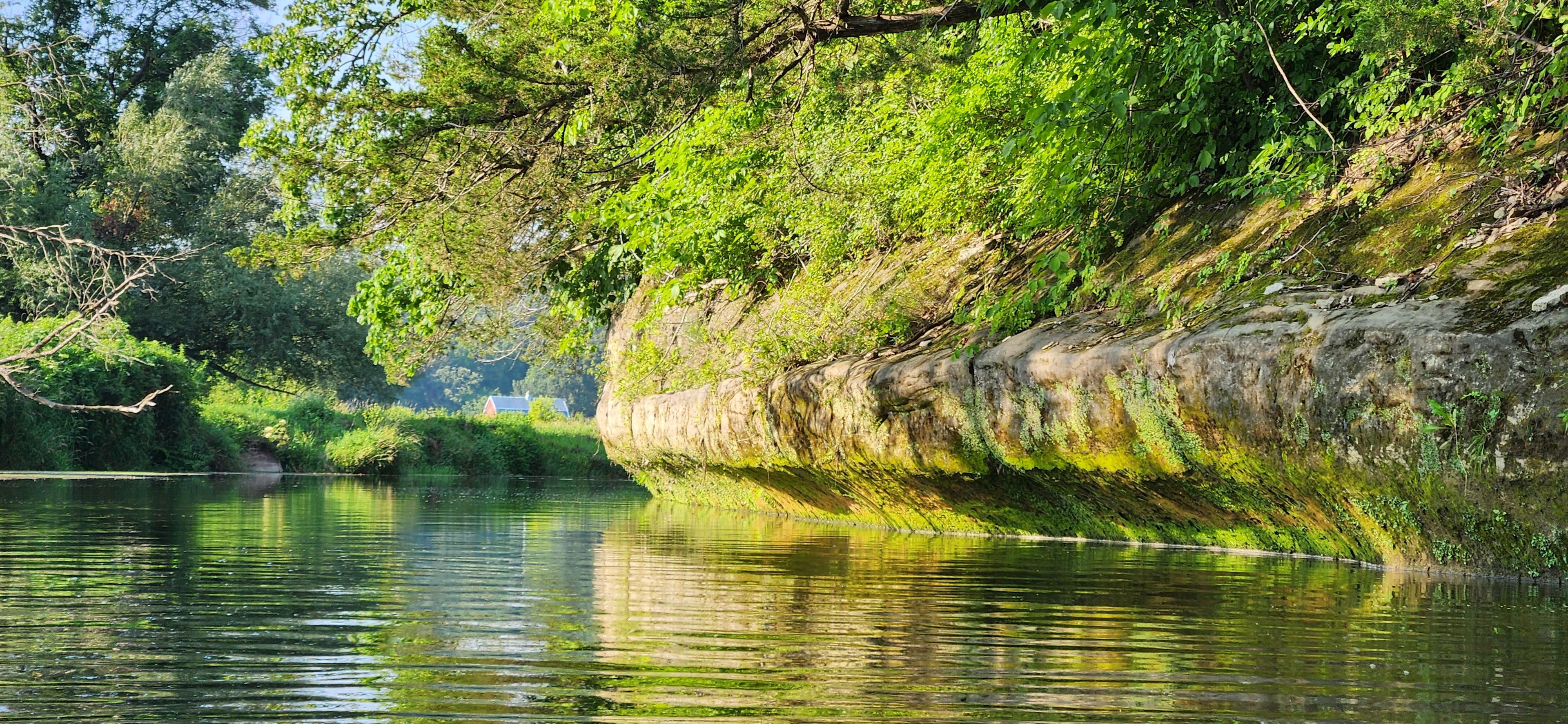 The Driftless Willow