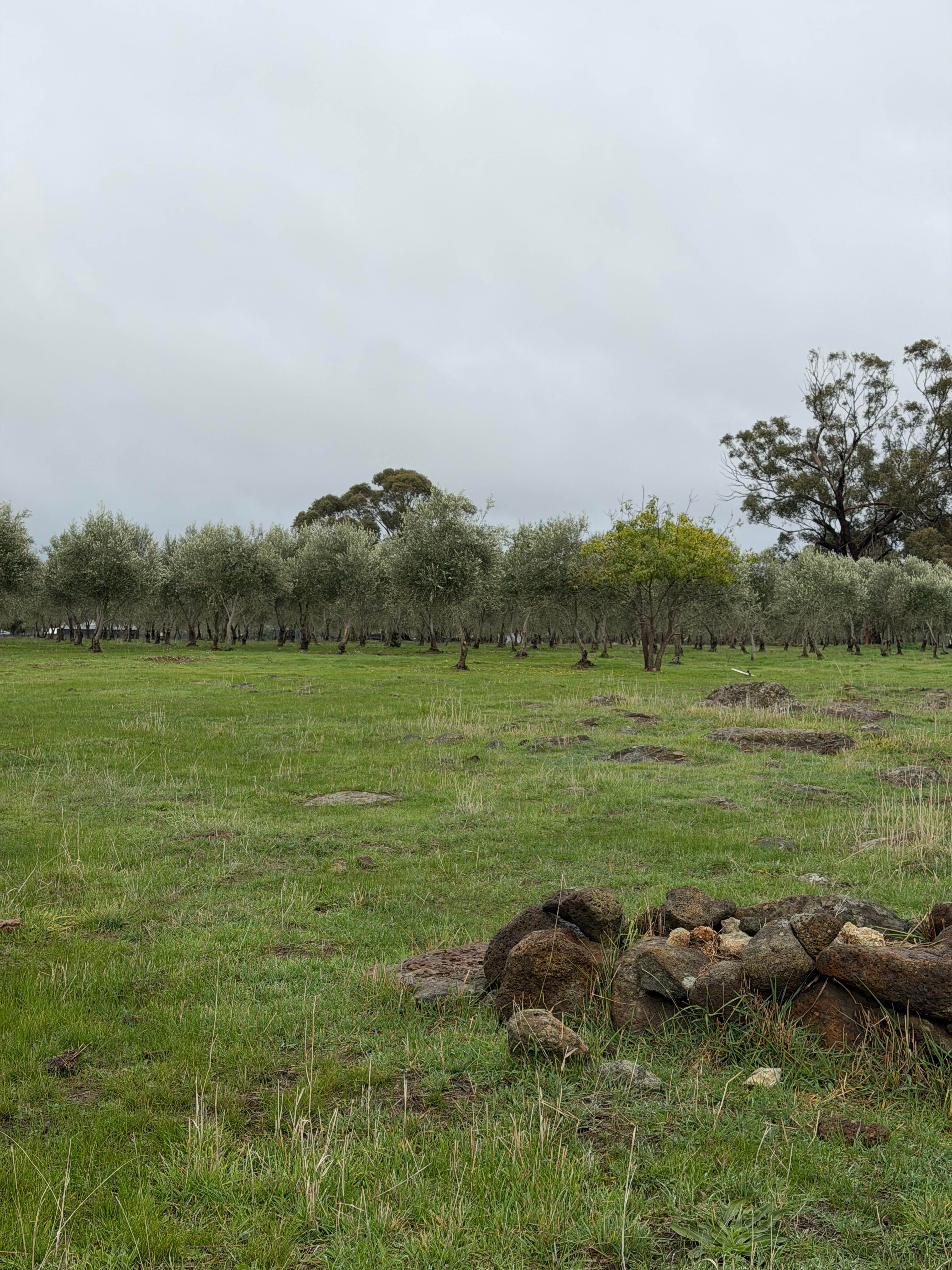 Rivers Edge Olive Grove Farm Stay