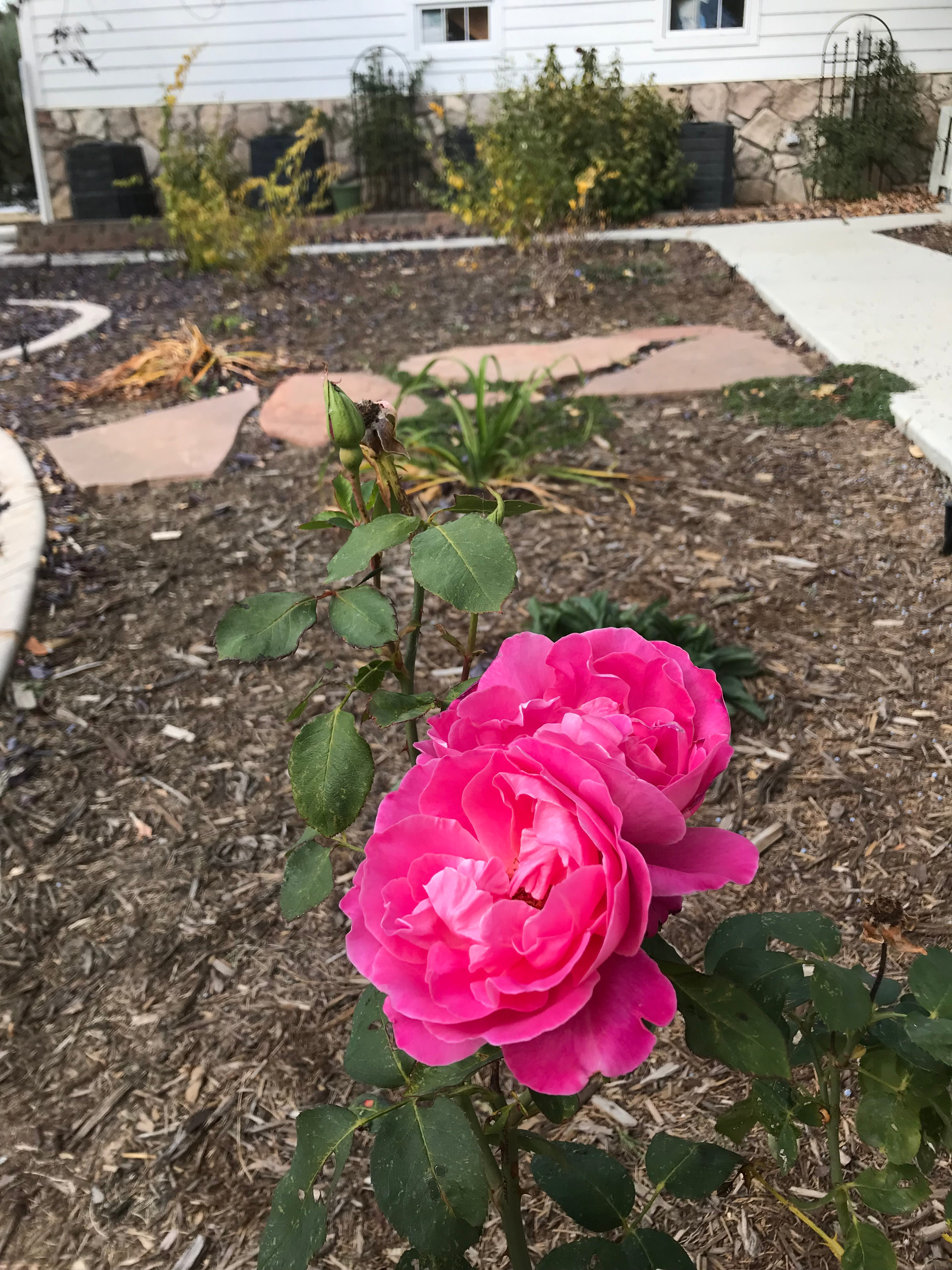 Rose Ranch Retreat