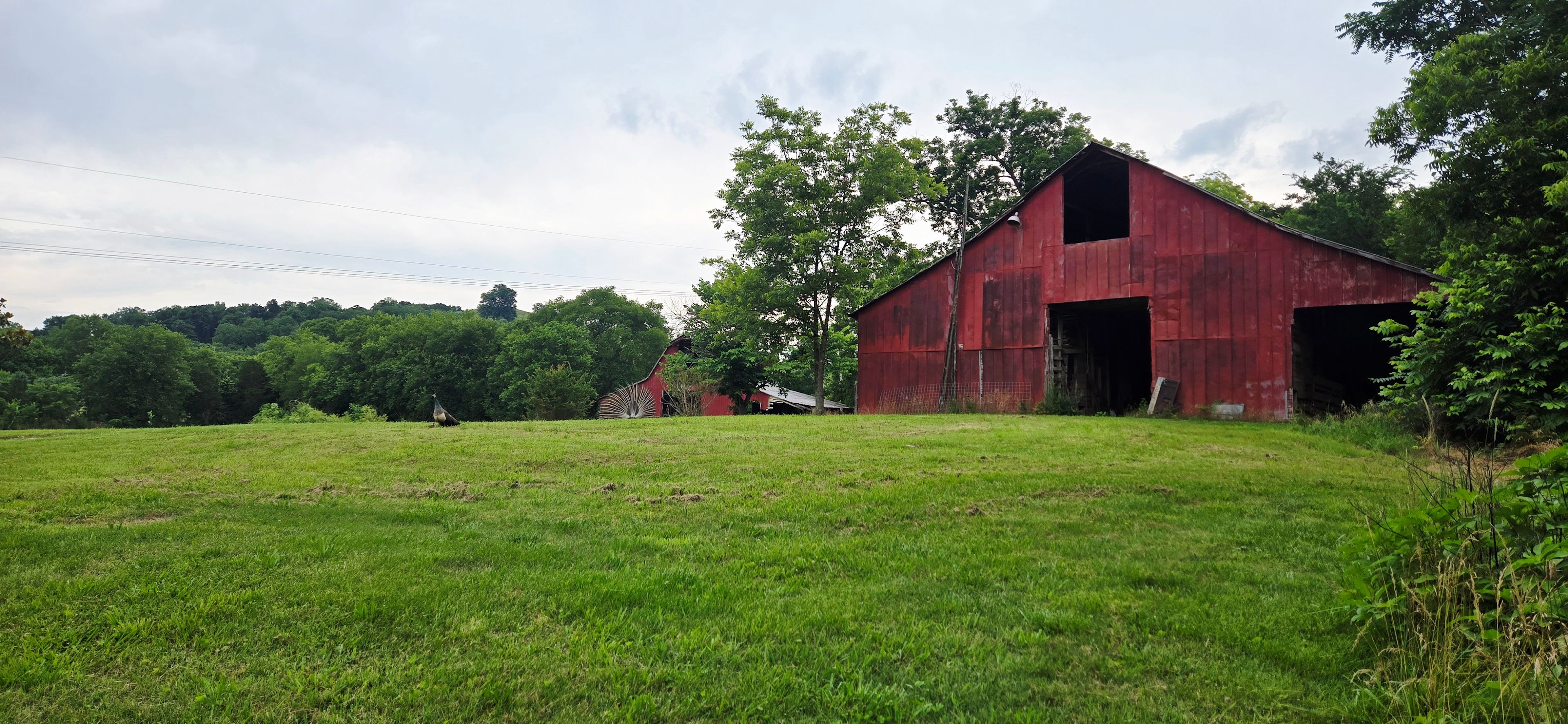 A weathered early-1900s mule barn stands proudly across the open pasture, its faded red boards and timeworn frame carrying the marks of generations past. Surrounded by quiet Tennessee countryside, the scene feels untouched by time rugged, authentic, and full of old farm character. Peacocks roam the grass nearby, adding an unexpected touch of charm to this historic rural landscape.