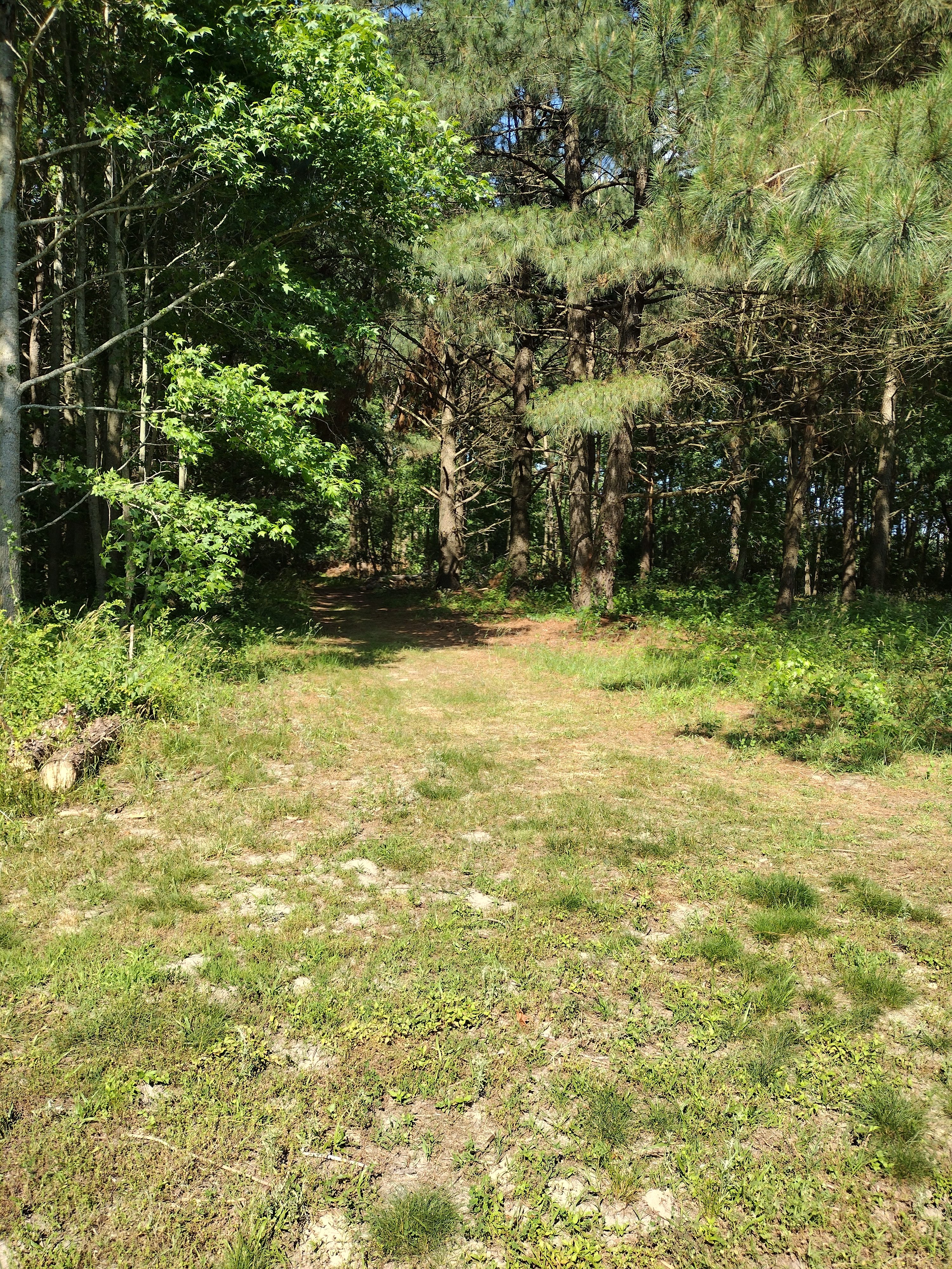 Drifted Pines