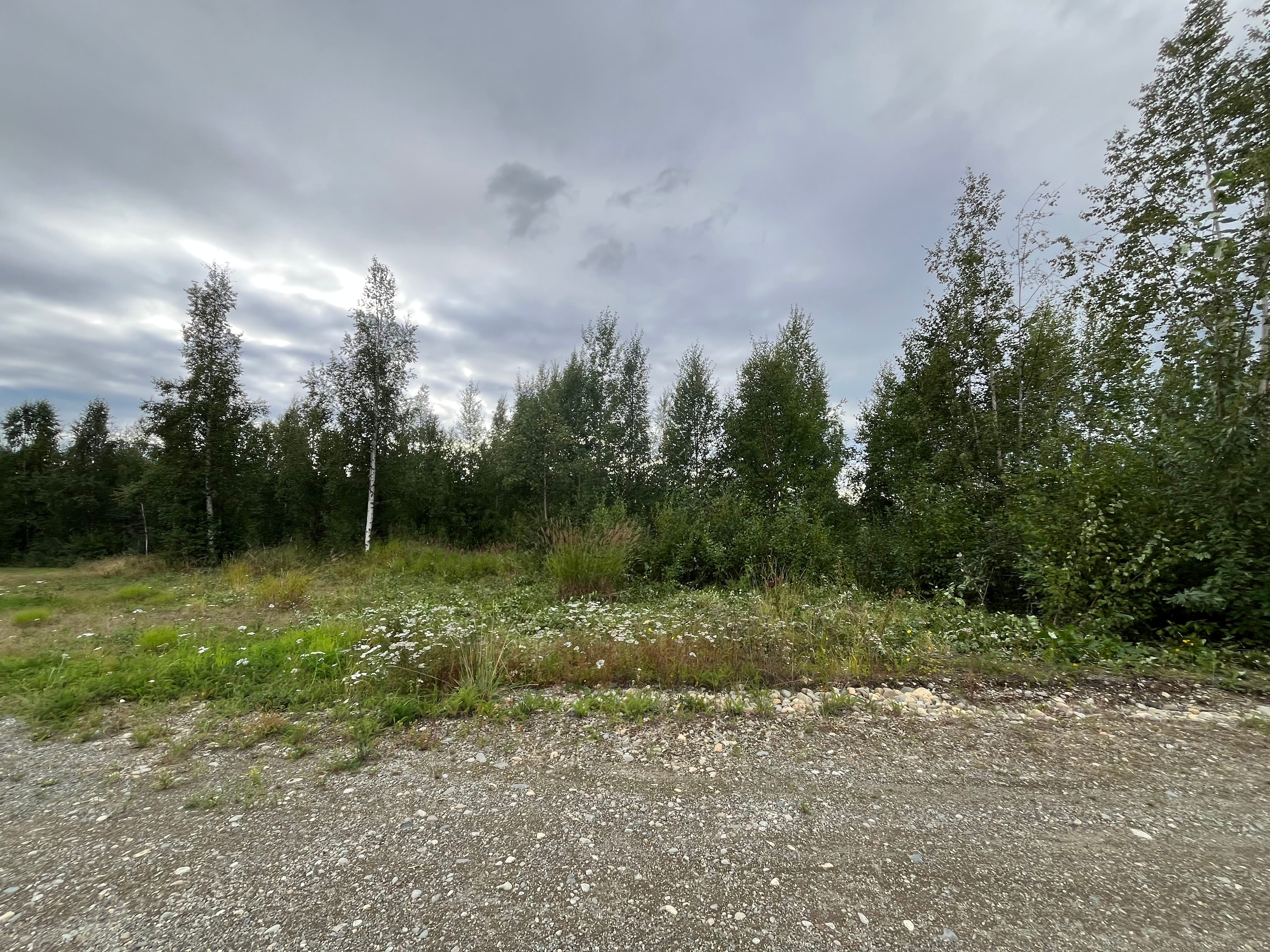 Big Lake Birch Bend