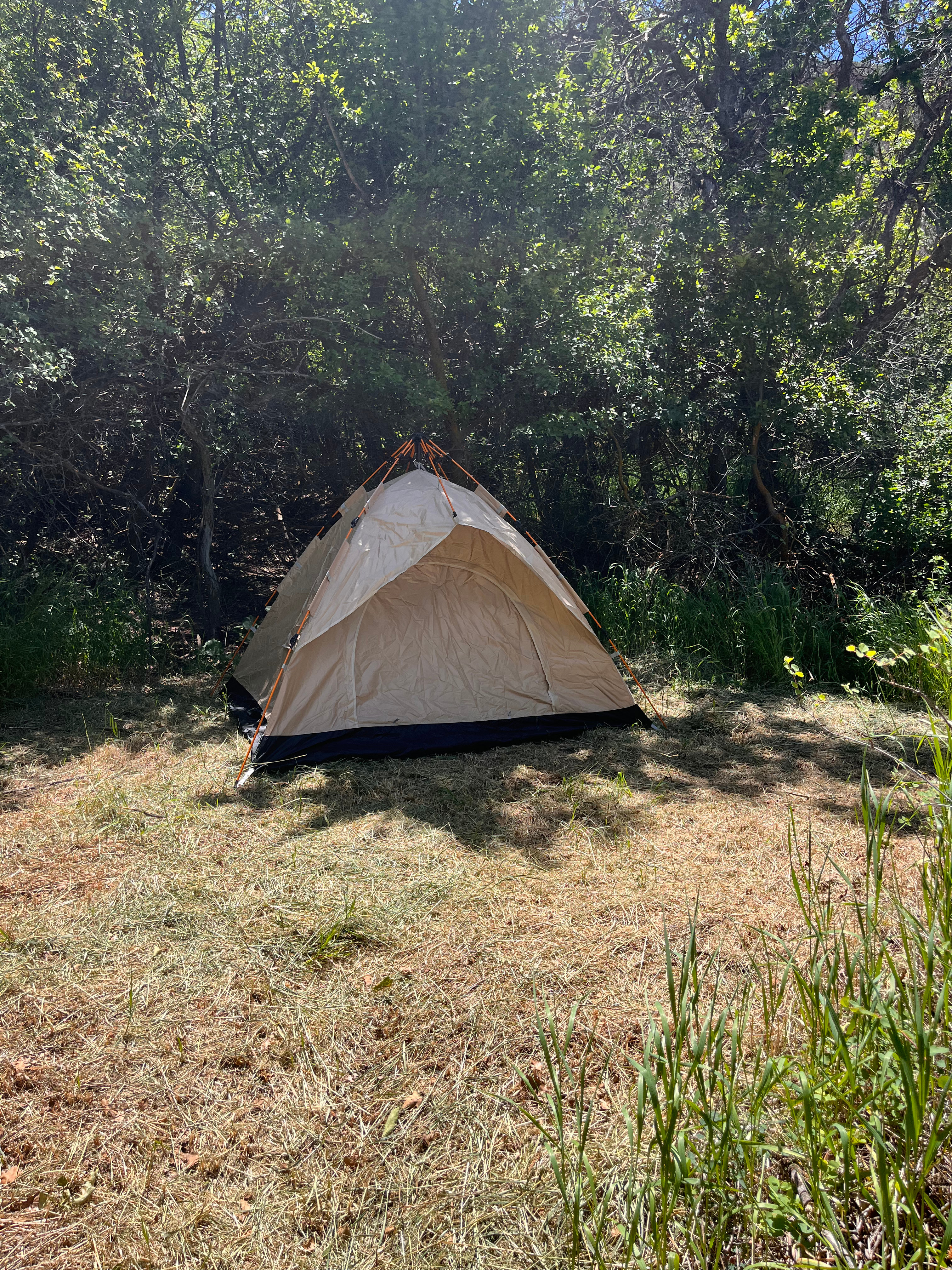 Hidden Grove near Aspen