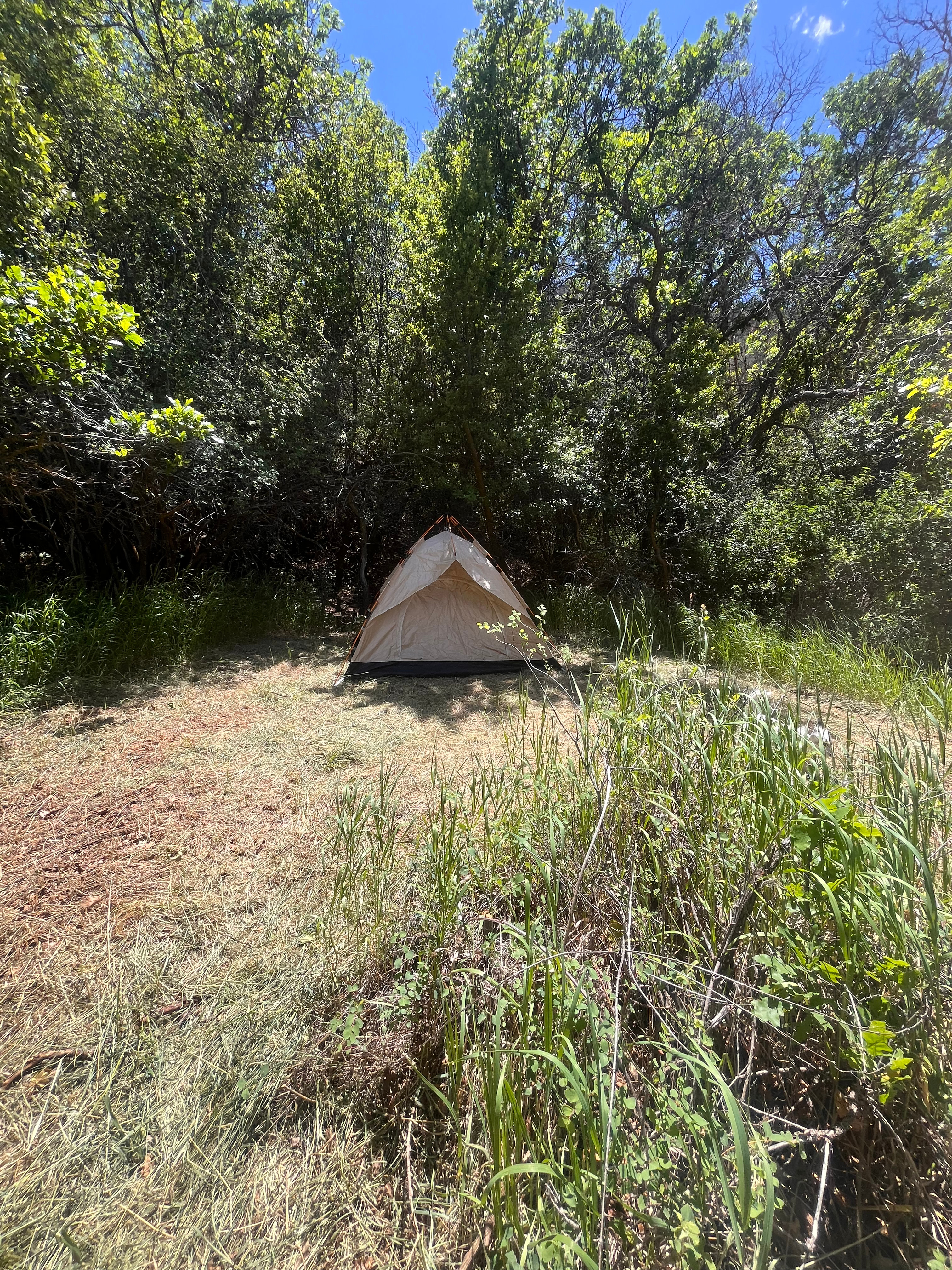Hidden Grove near Aspen
