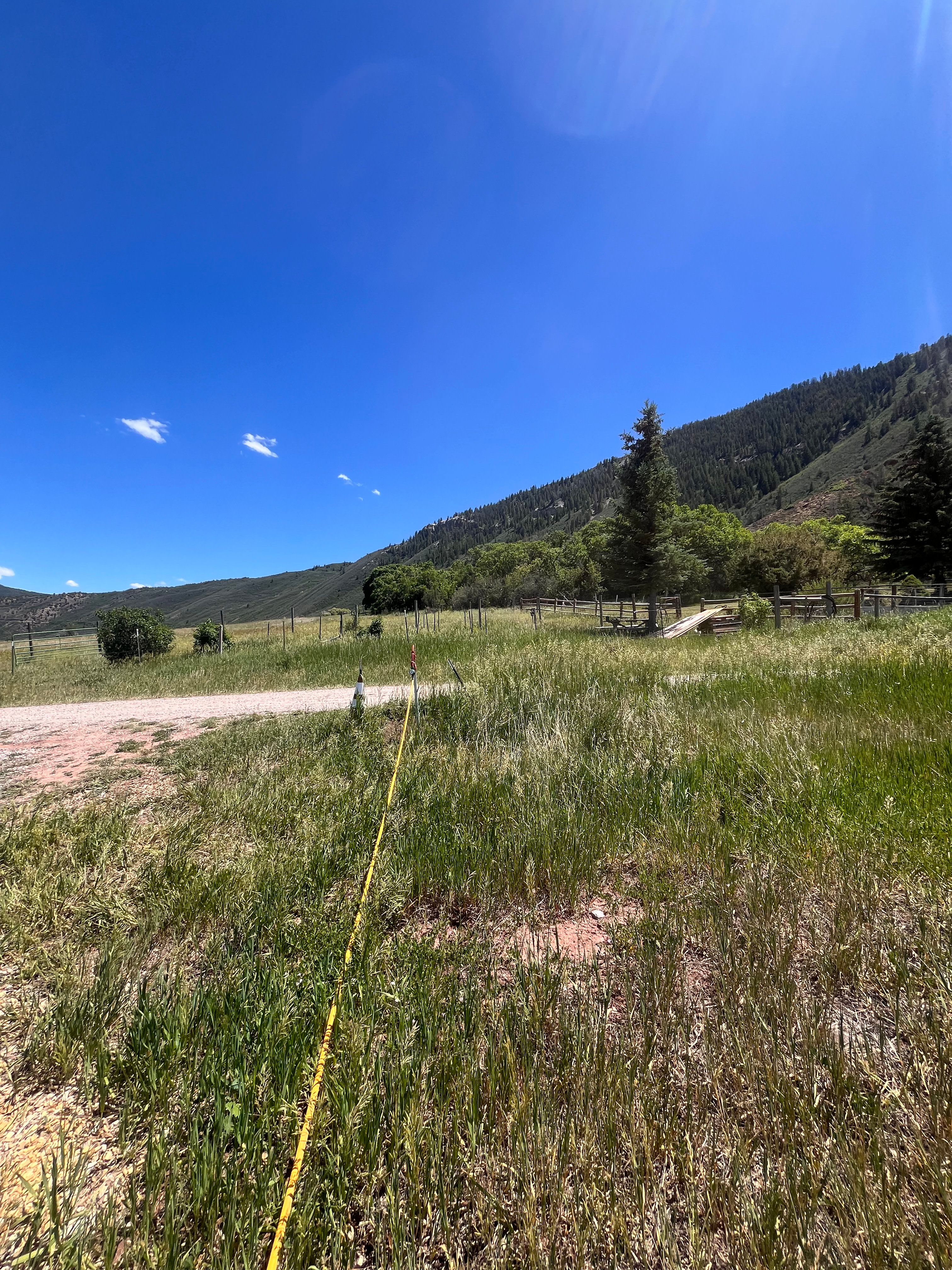 Hidden Grove near Aspen