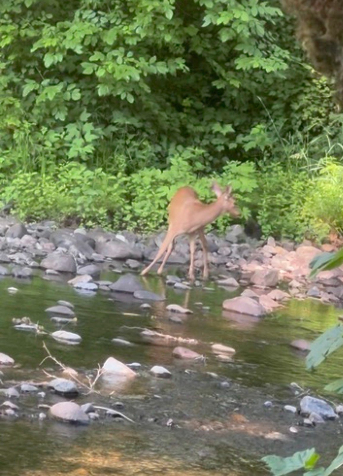 Paradise on Mill Creek