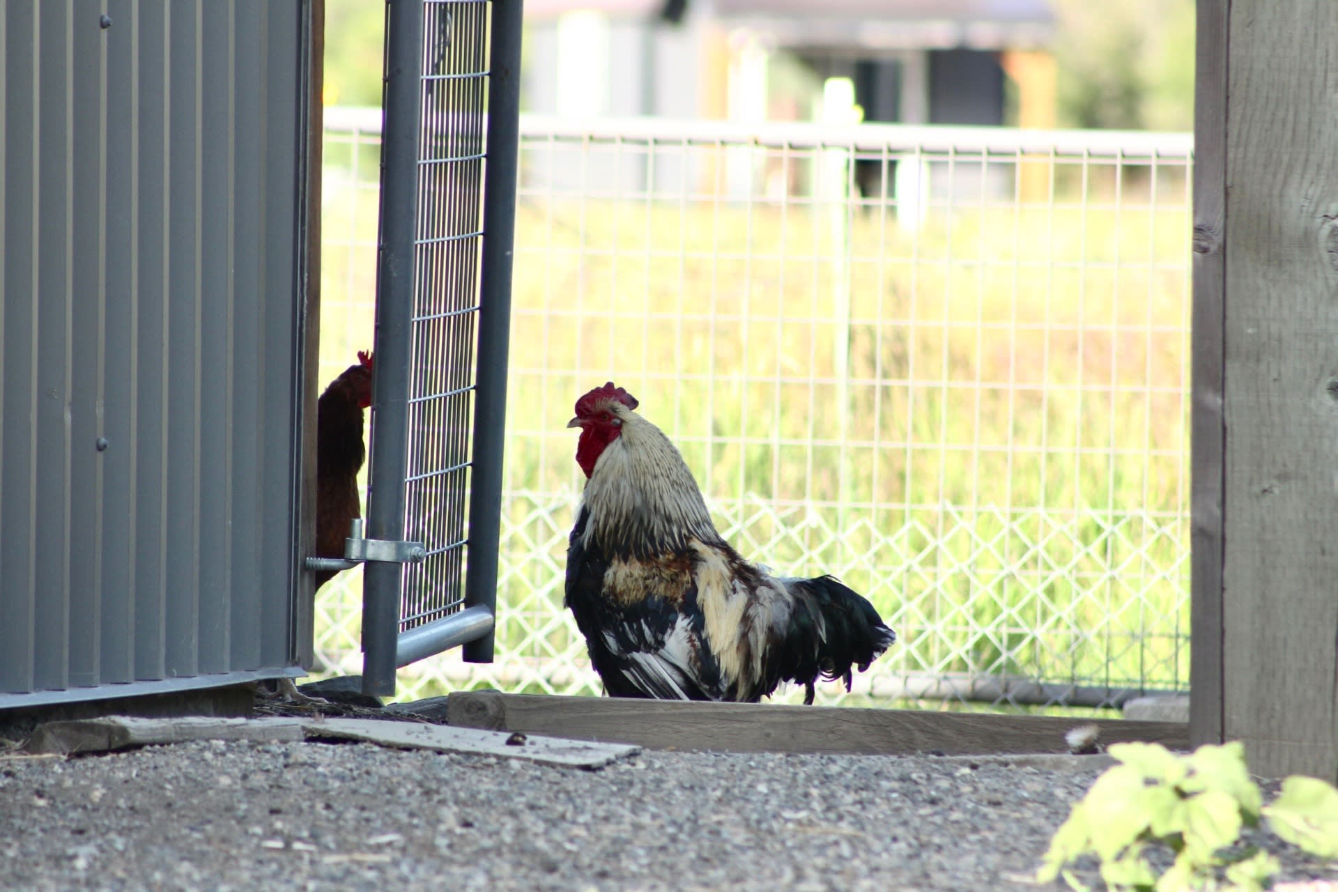 The Rustic Roost in the Meadow