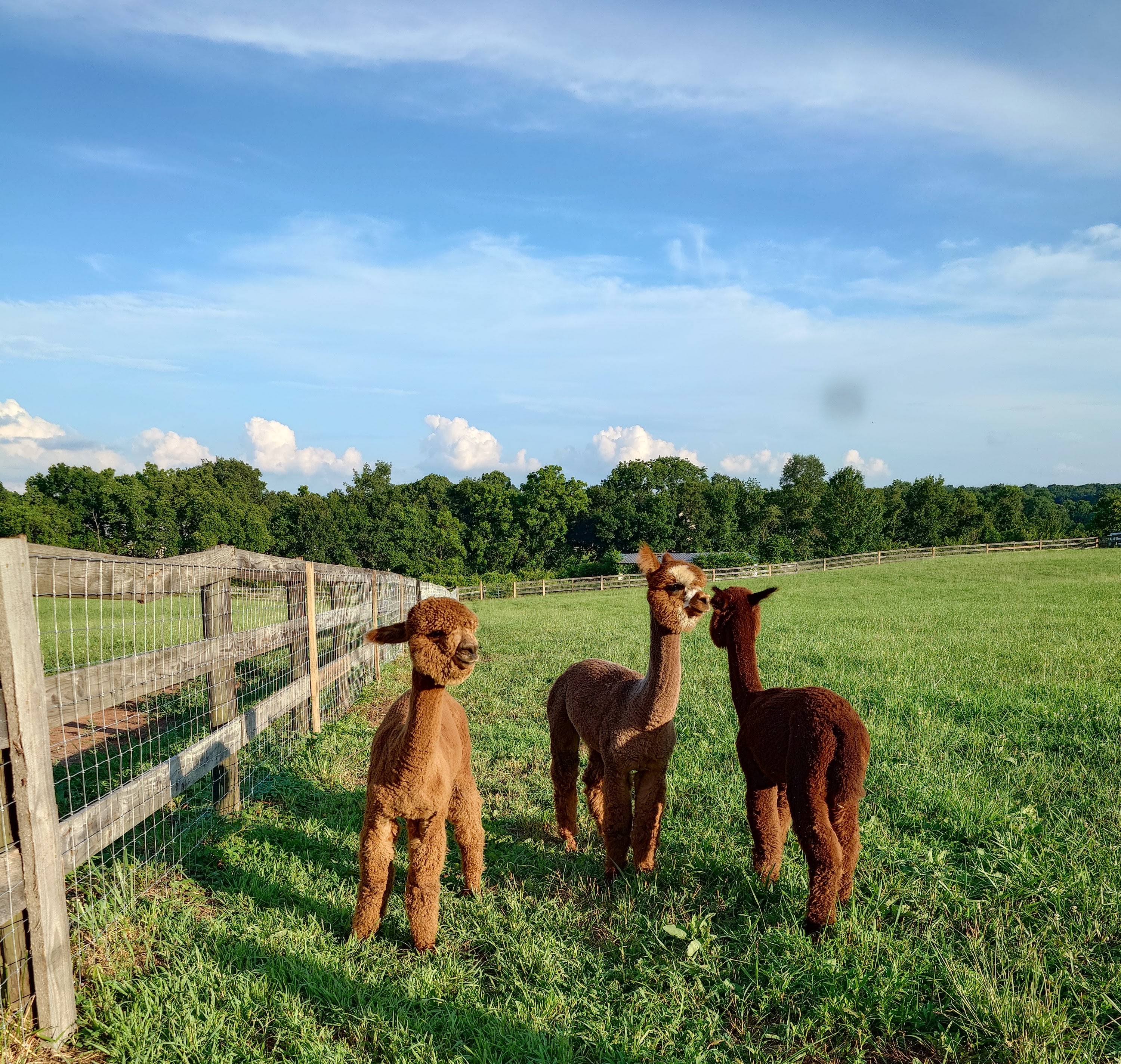Alpaca acres