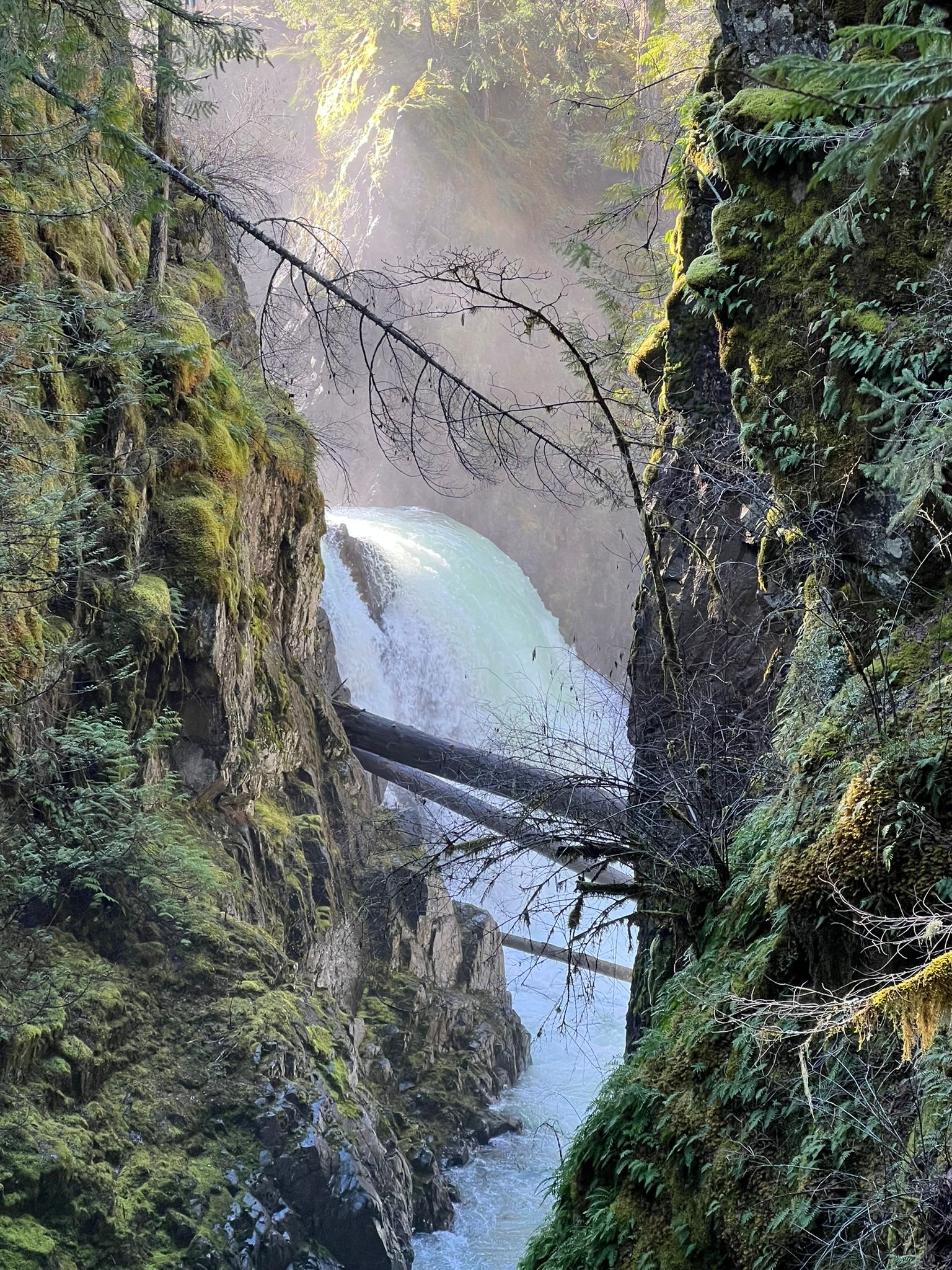 Qualicum Falls Forest Pad