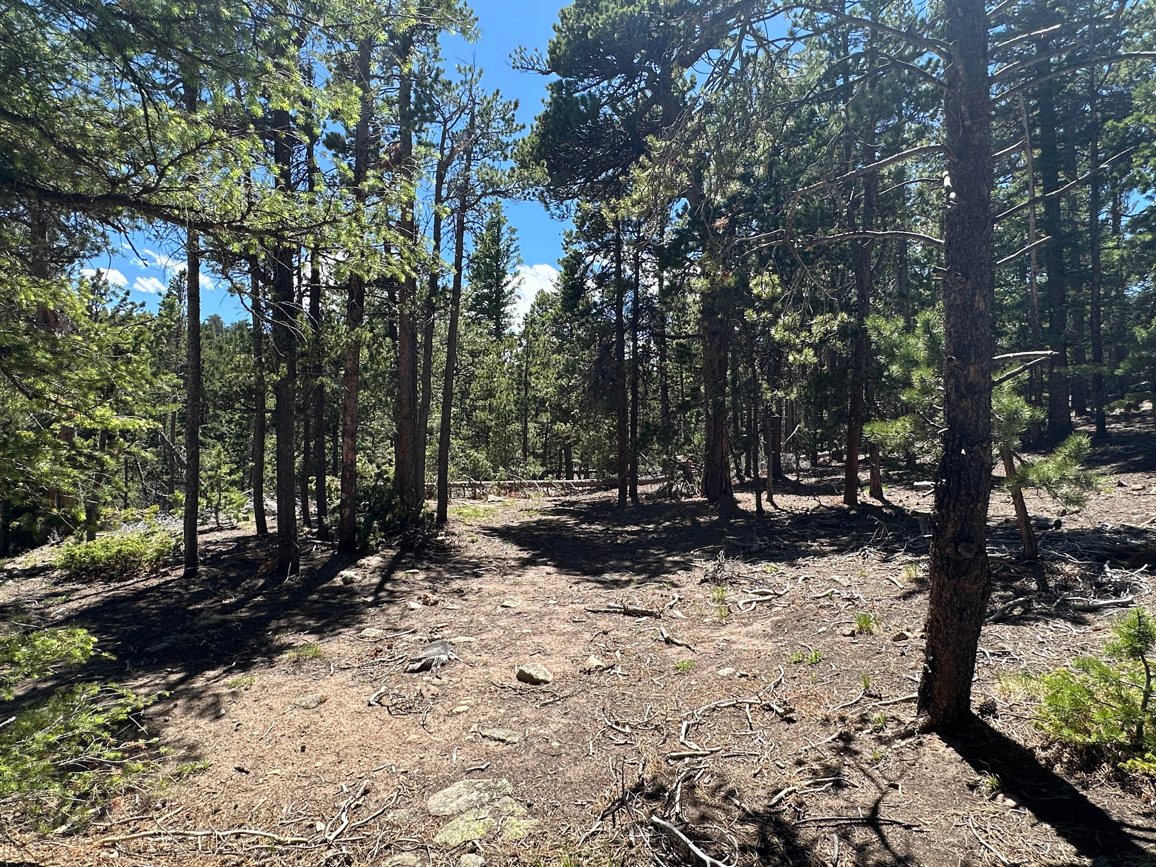 Dispersed camping area. 